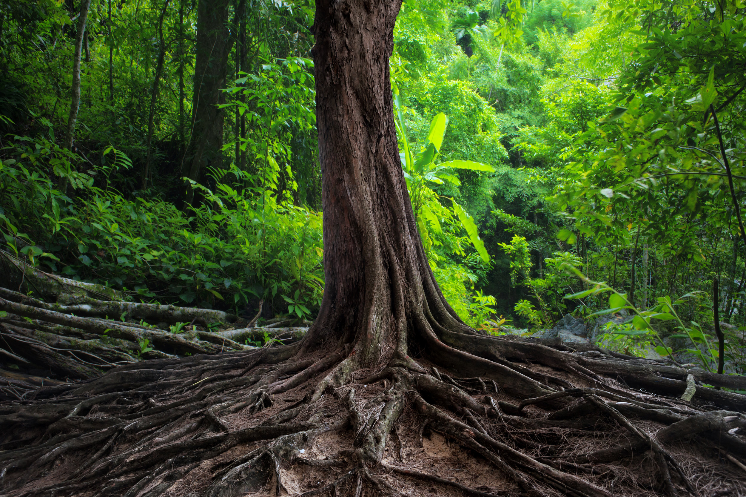 AdobeStock_55727294.jpeg