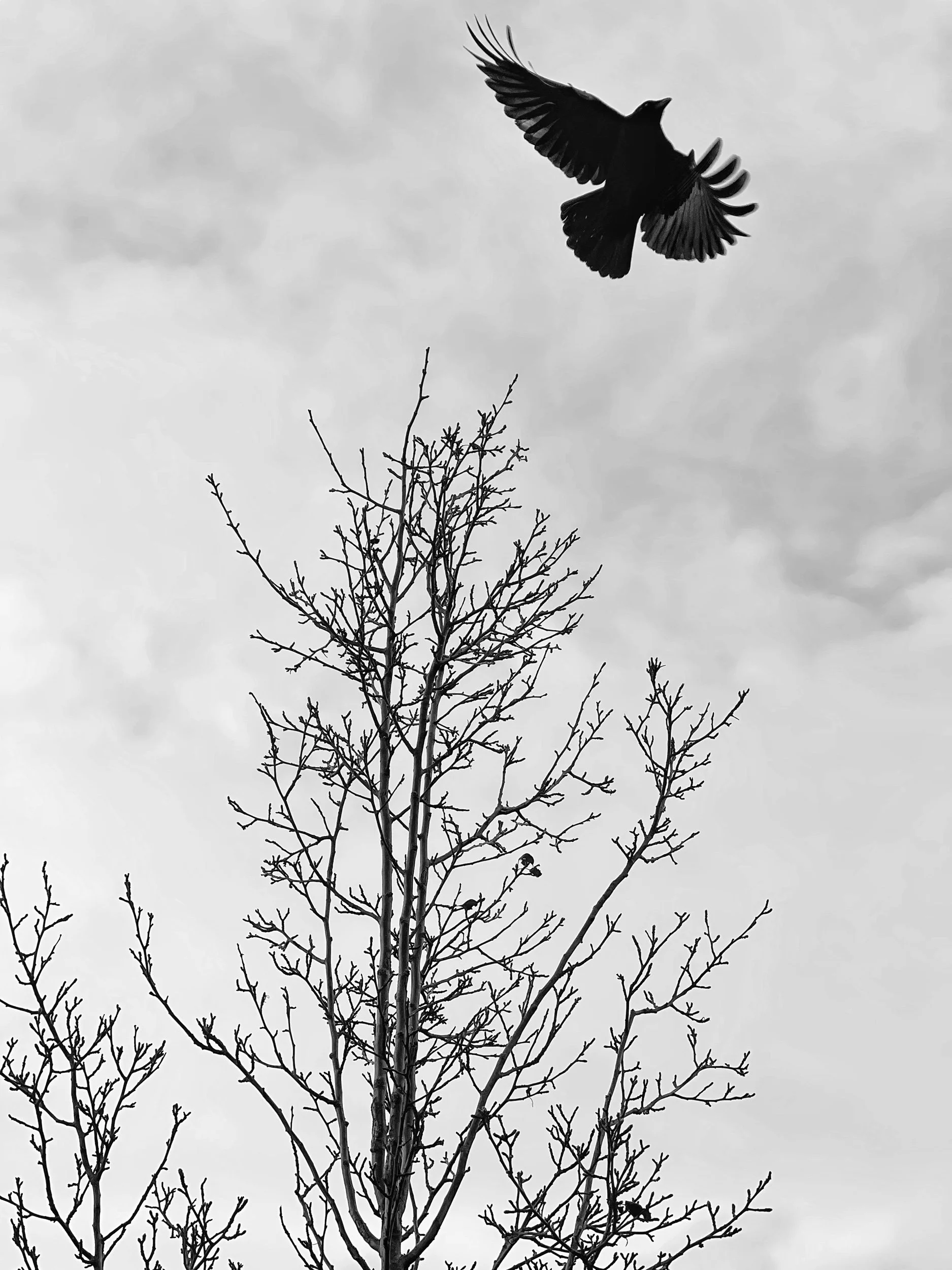 IMG_6979.jpeg