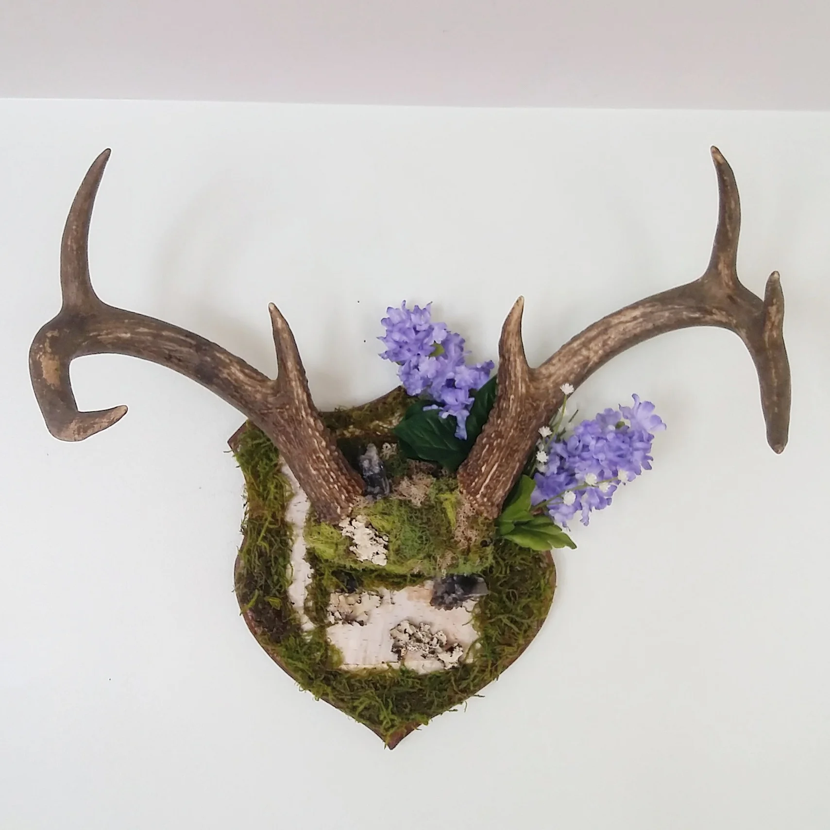 Antlers2.jpg