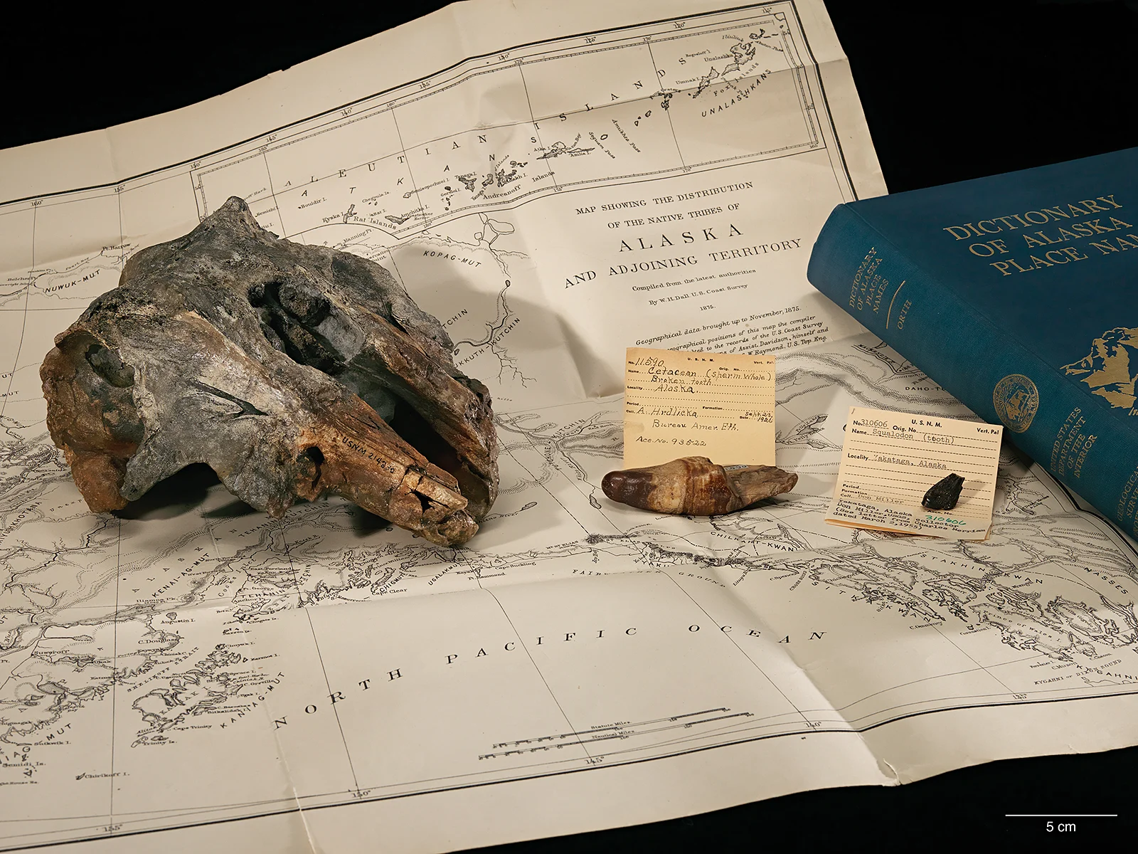 Photo credit: James Di Loreto, Smithsonian