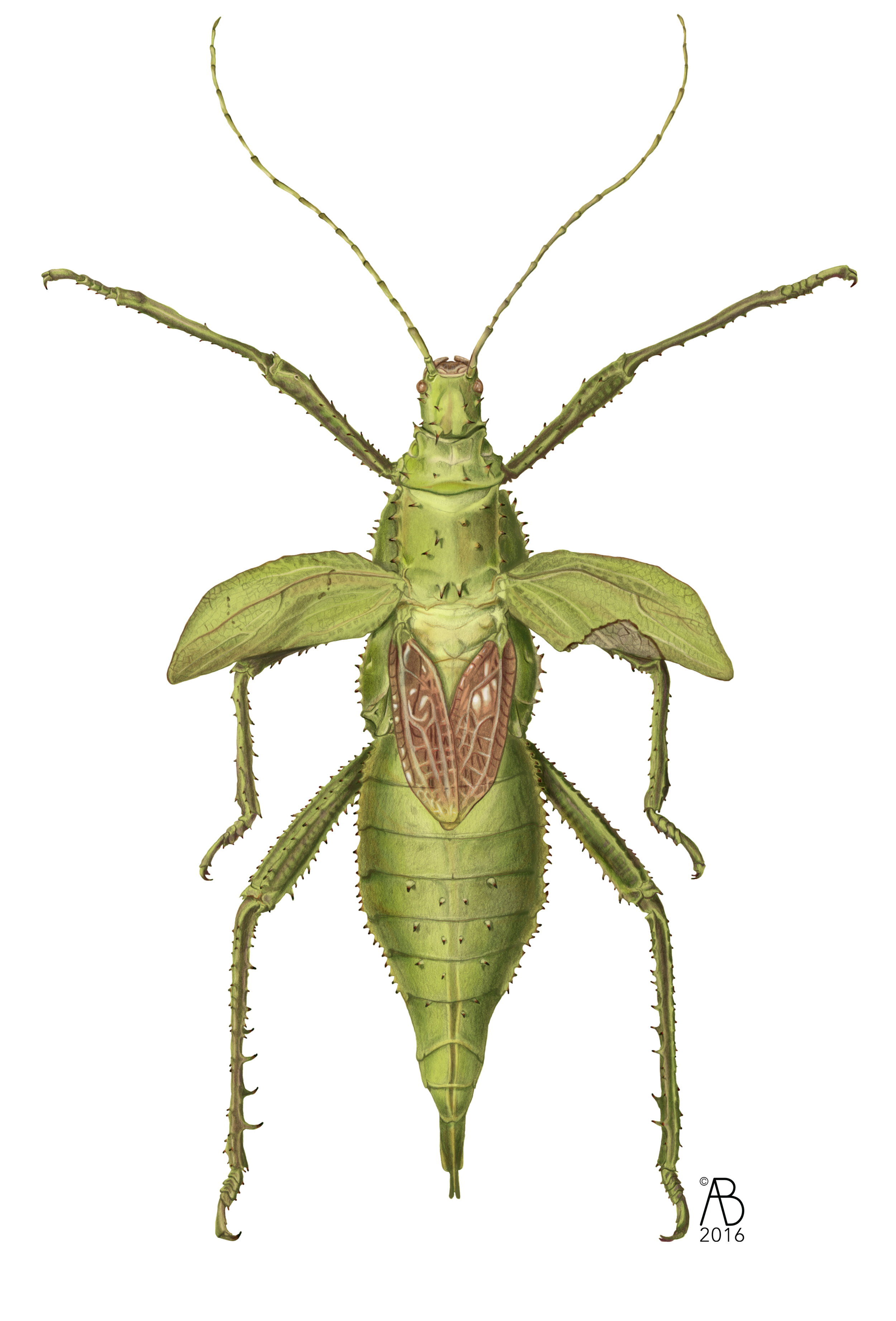 Malaysian jungle nymph