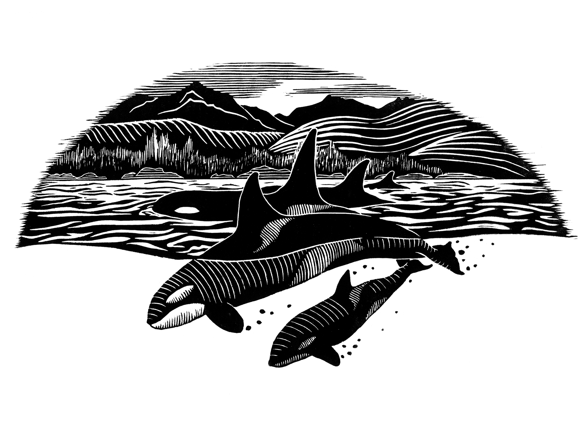 KillerWhales.png