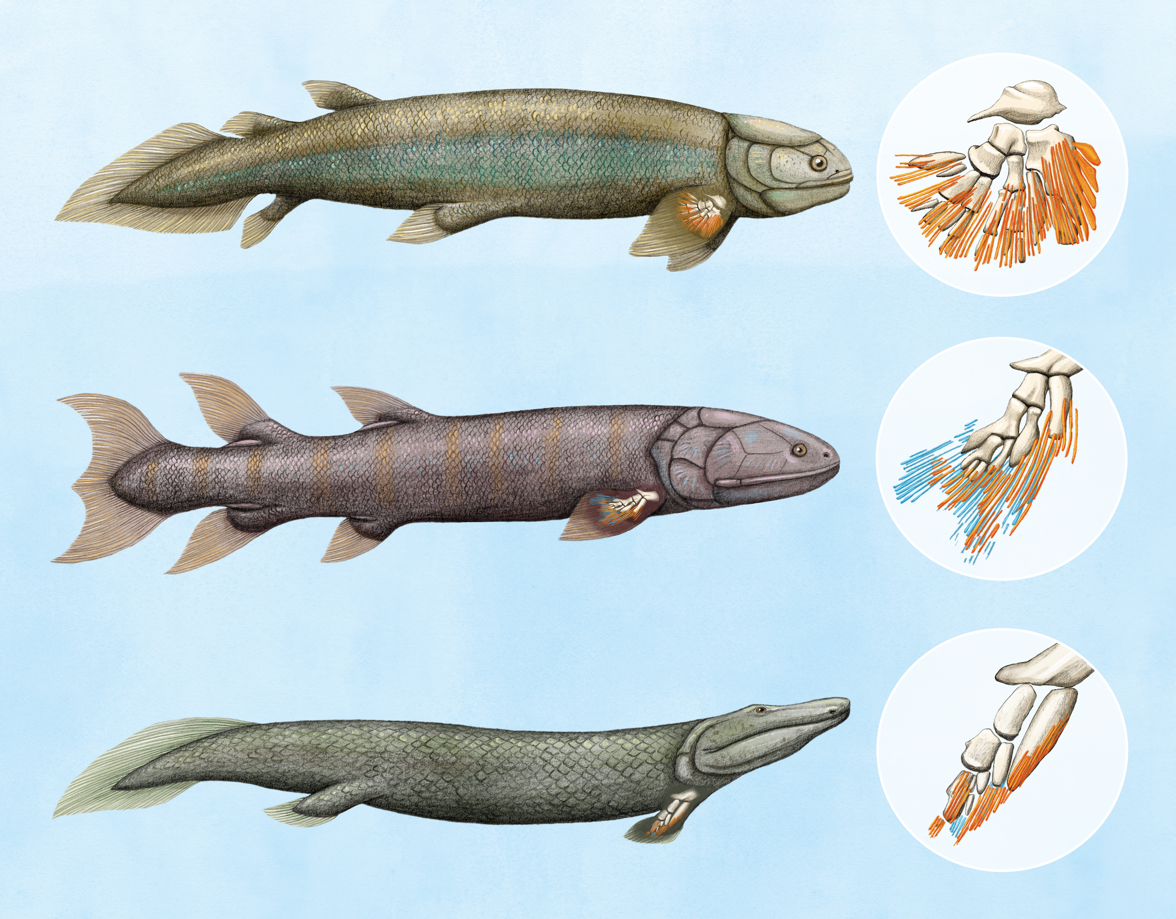 Когда появились первые позвоночные животные. Кистепёрые рыбы Латимерия. Латимерия двоякодышащая рыба. Кистеперая рыба Латимерия. Древняя рыба тиктаалик.