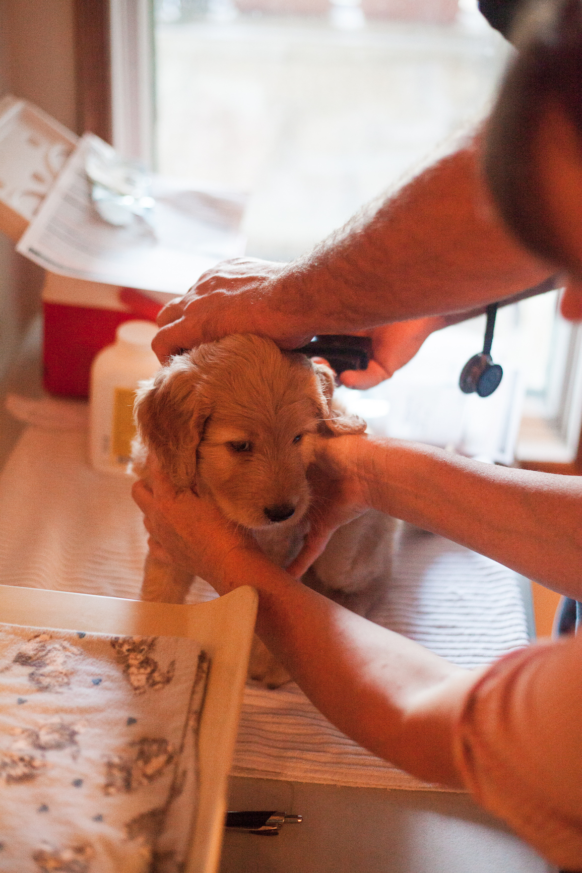 Alan bravely received his microchip without even a whimper