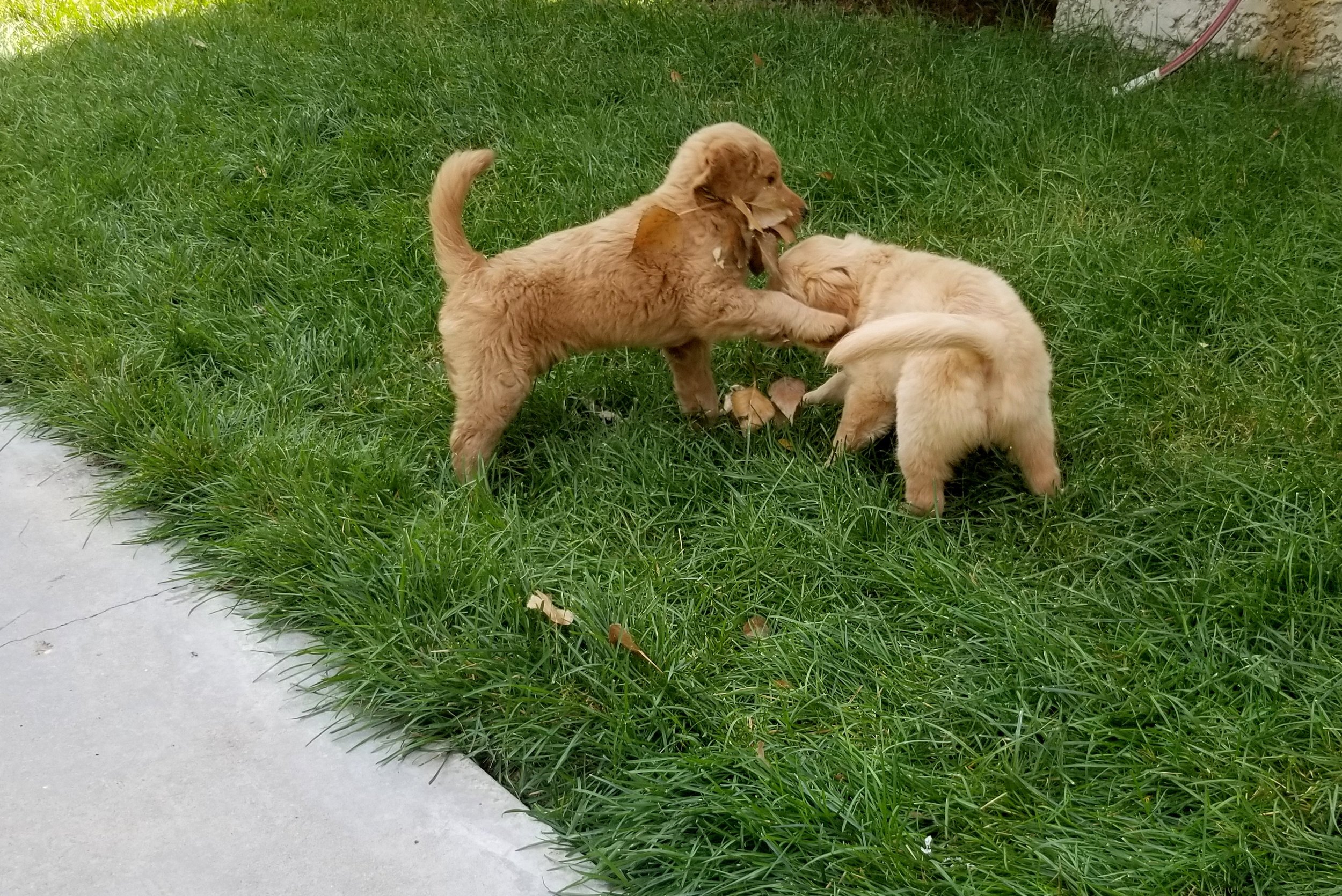 Kacie Starbuck litter one week 8 (22).jpg