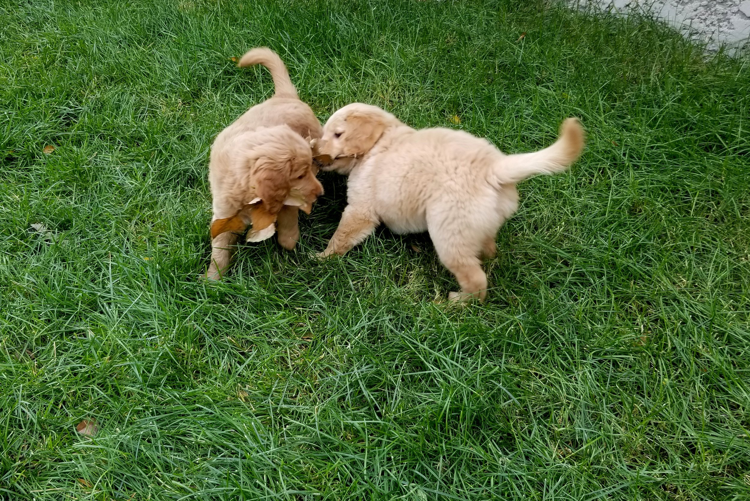 Kacie Starbuck litter one week 8 (23).jpg