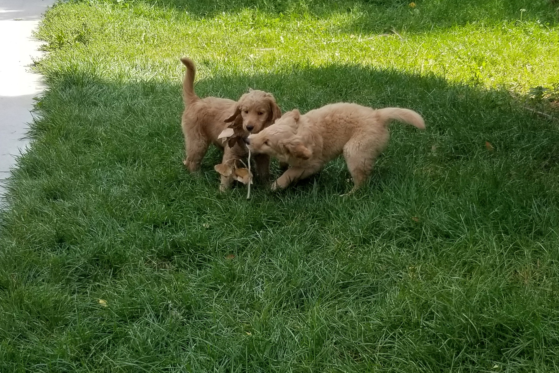 Cooper and Gus