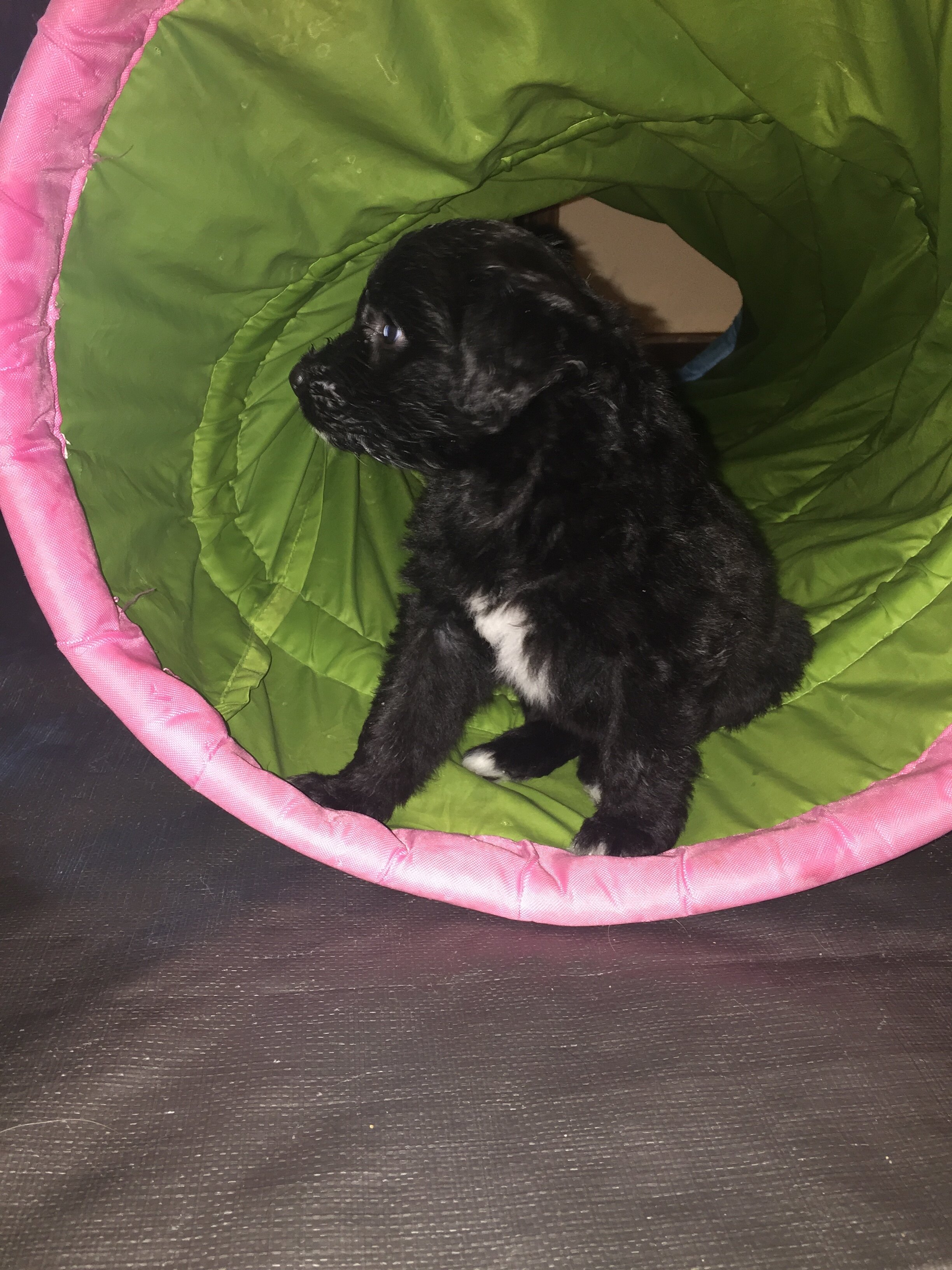 Partying with a puppy-tunnel. IKEA understands the AussieDoodle!