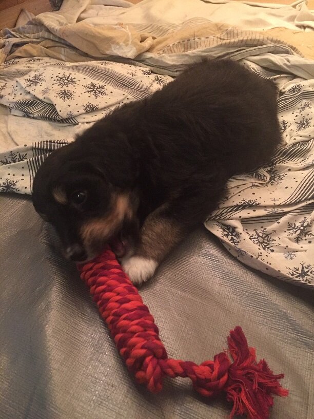 Mick was thrilled to have the rope toy all to himself