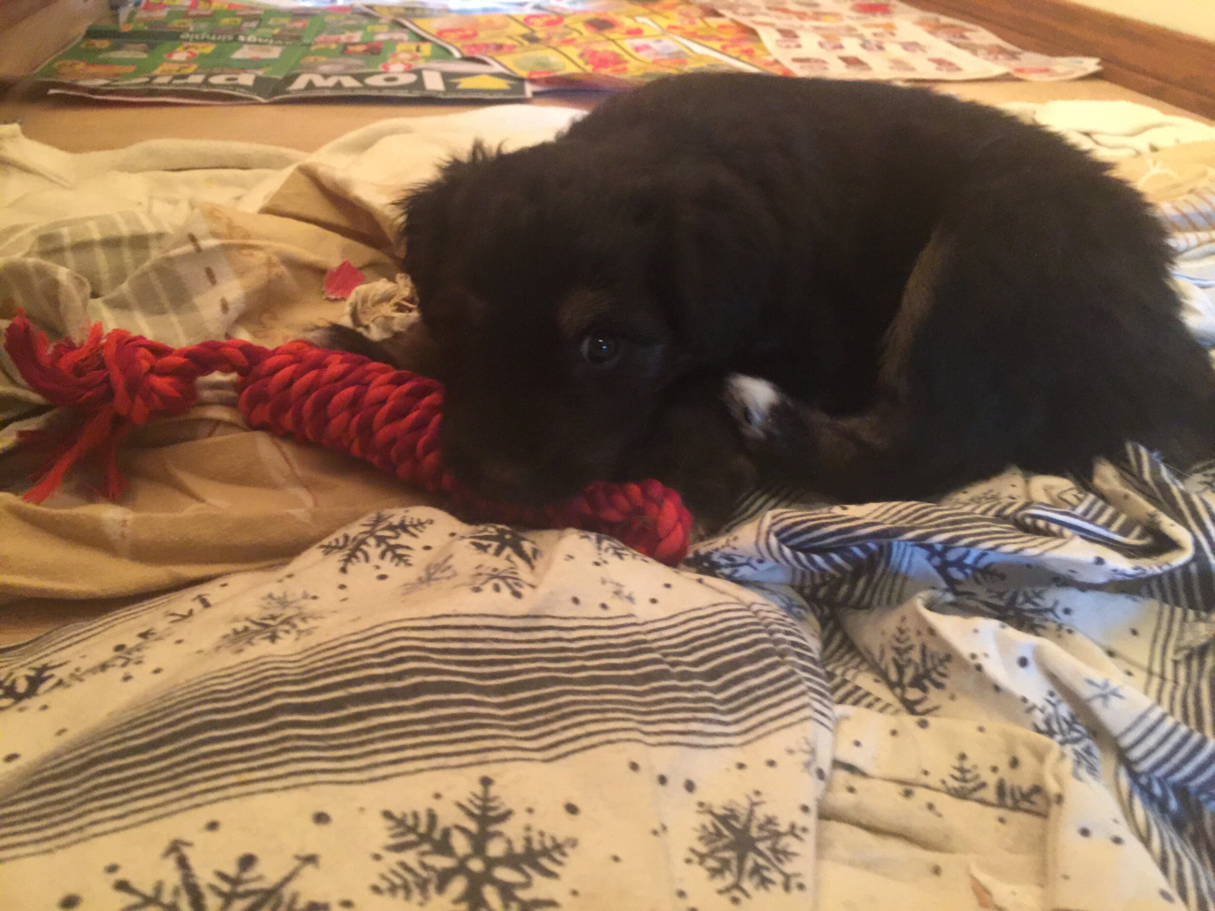 Alice took her toy to the puppy bed