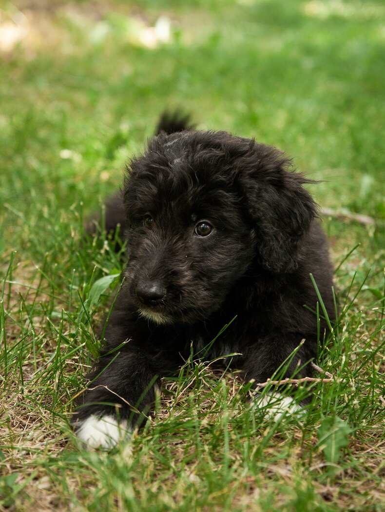 Puppies_June_2021-13.jpg