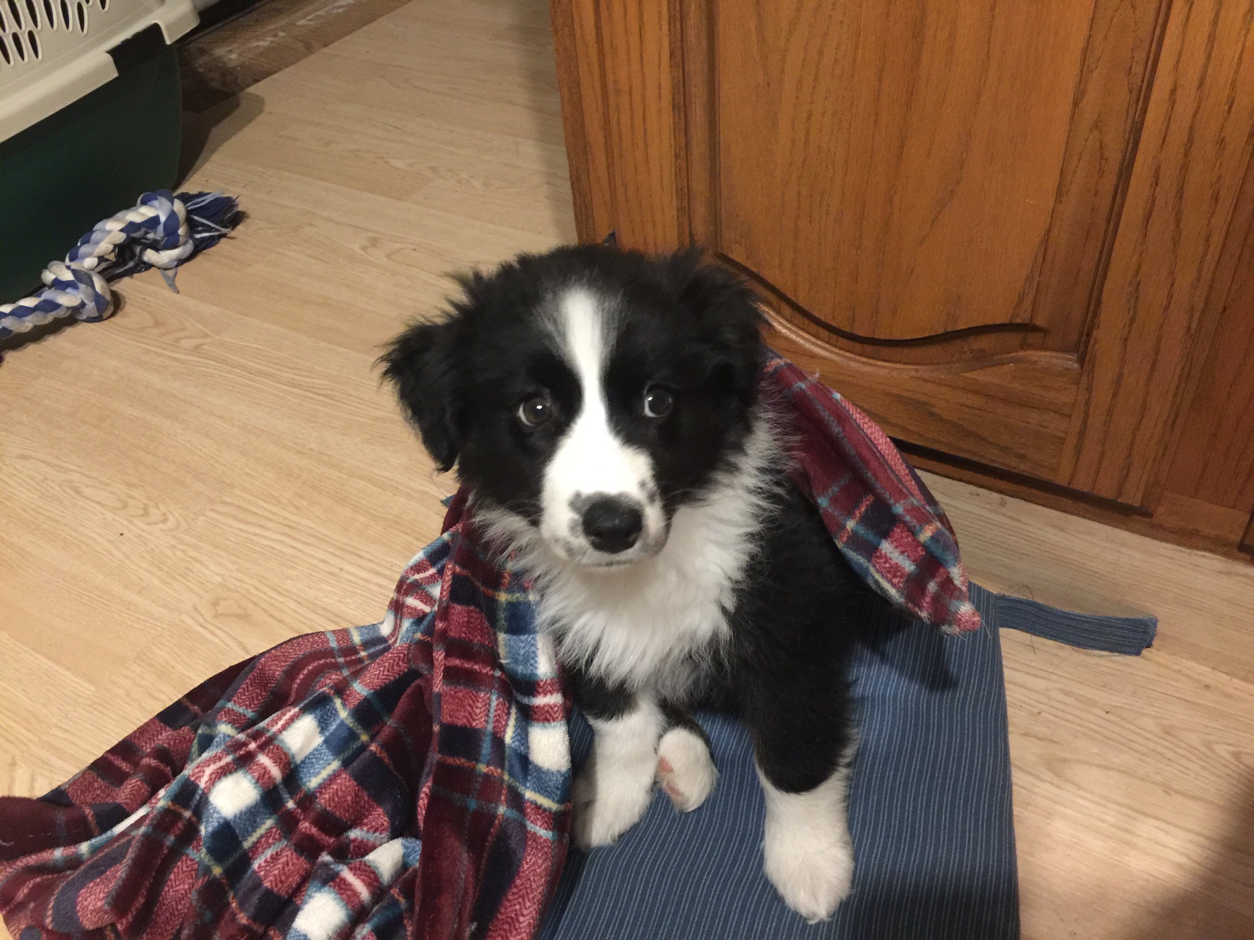 Bindi at 7 weeks.JPG