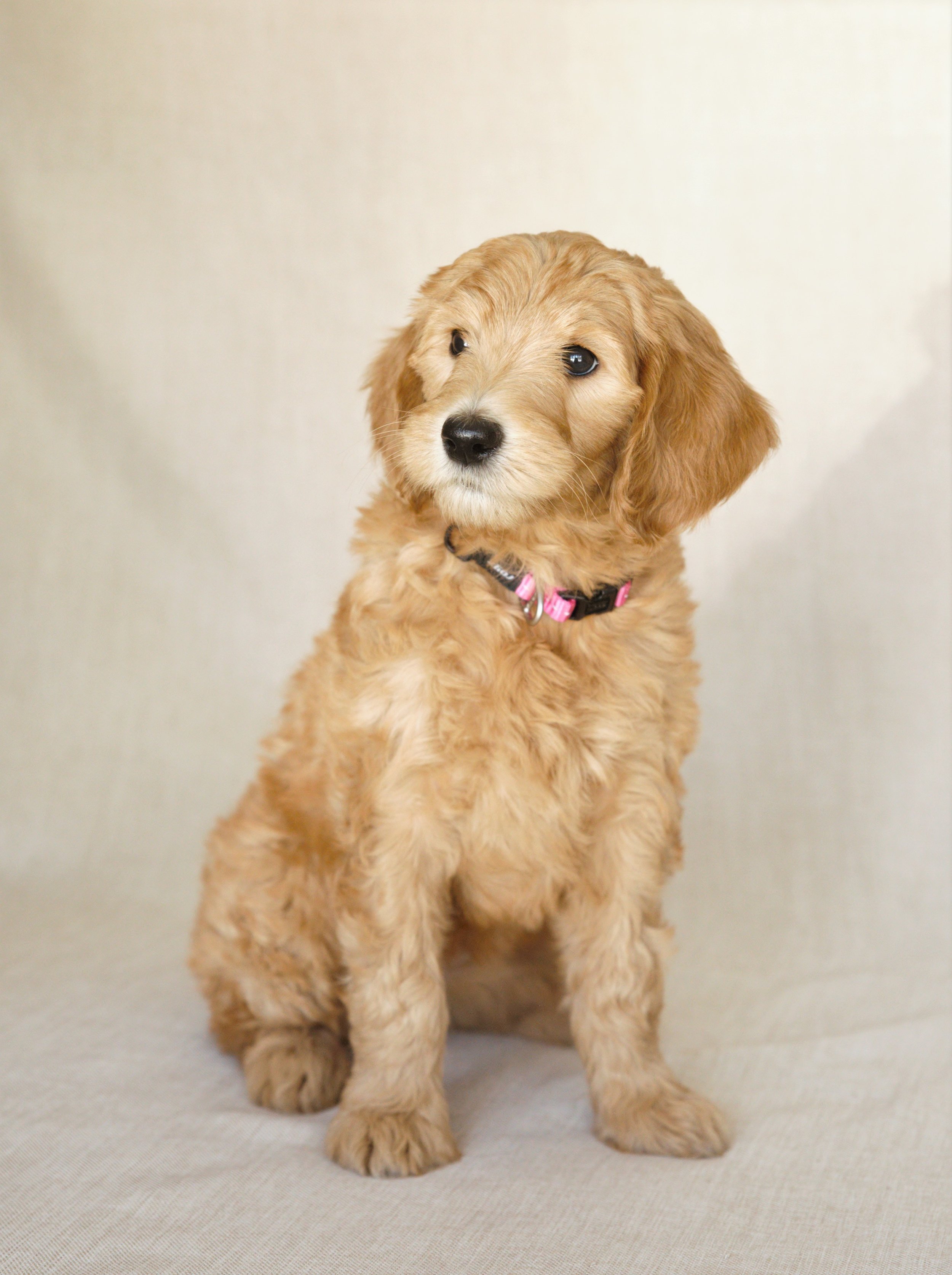 Best Goldendoodle Puppy Supplies & Accessories (2023) - Happy-Go-Doodle®