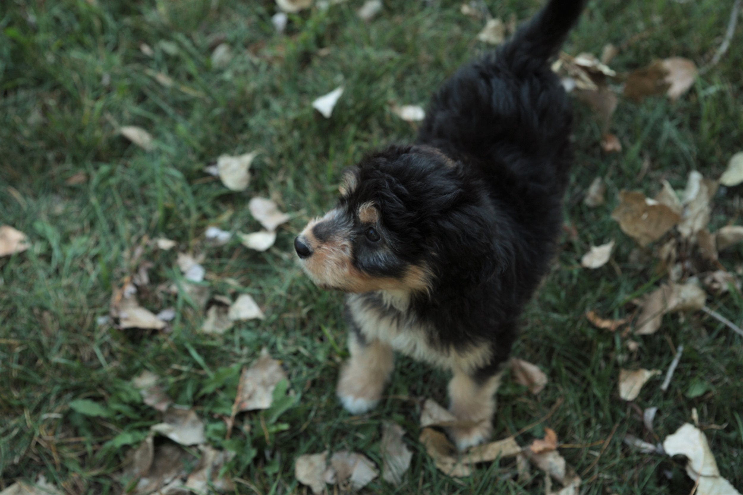 2023 aussie litter first time outside (5).JPG