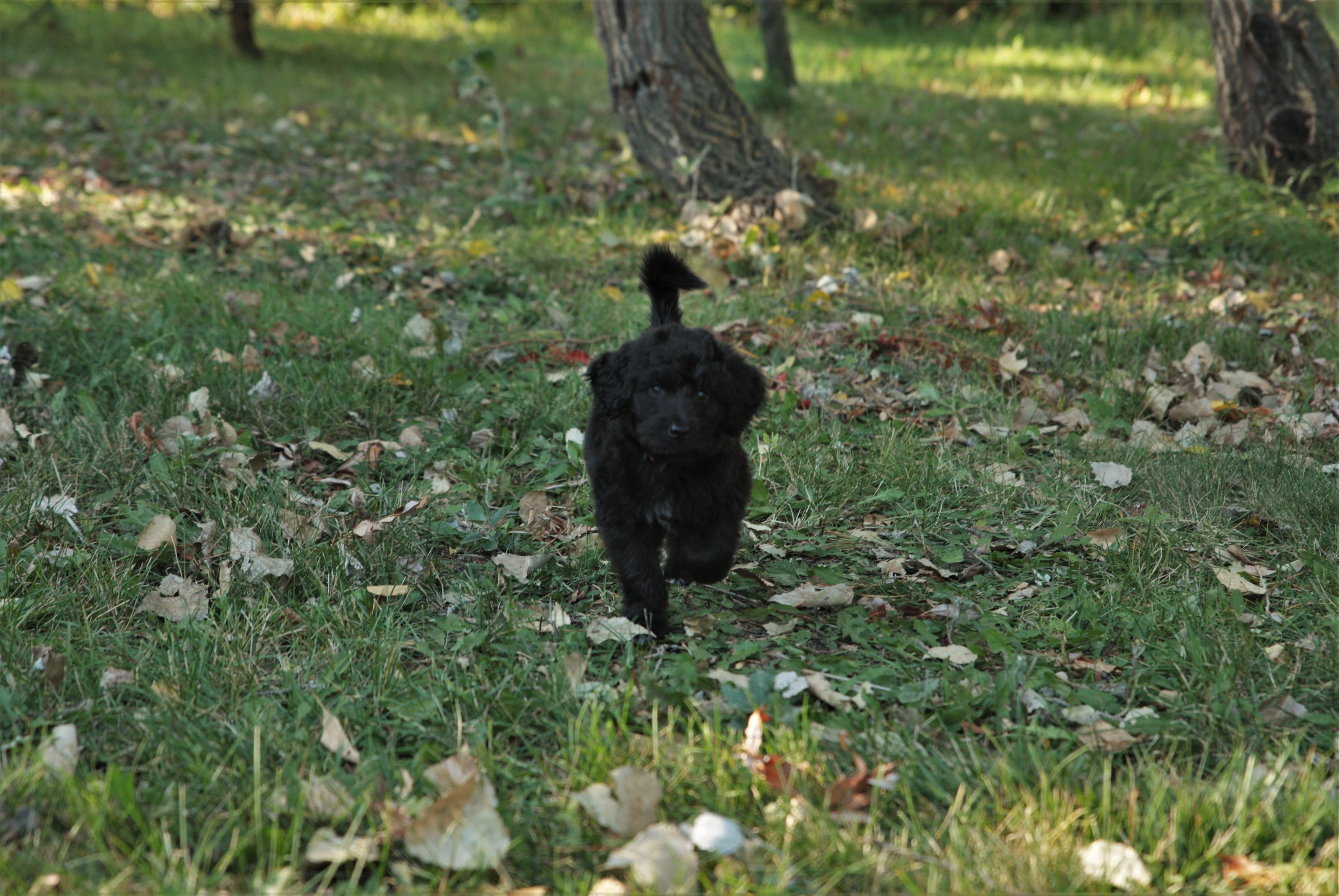 2023 aussie litter first time outside (1).JPG