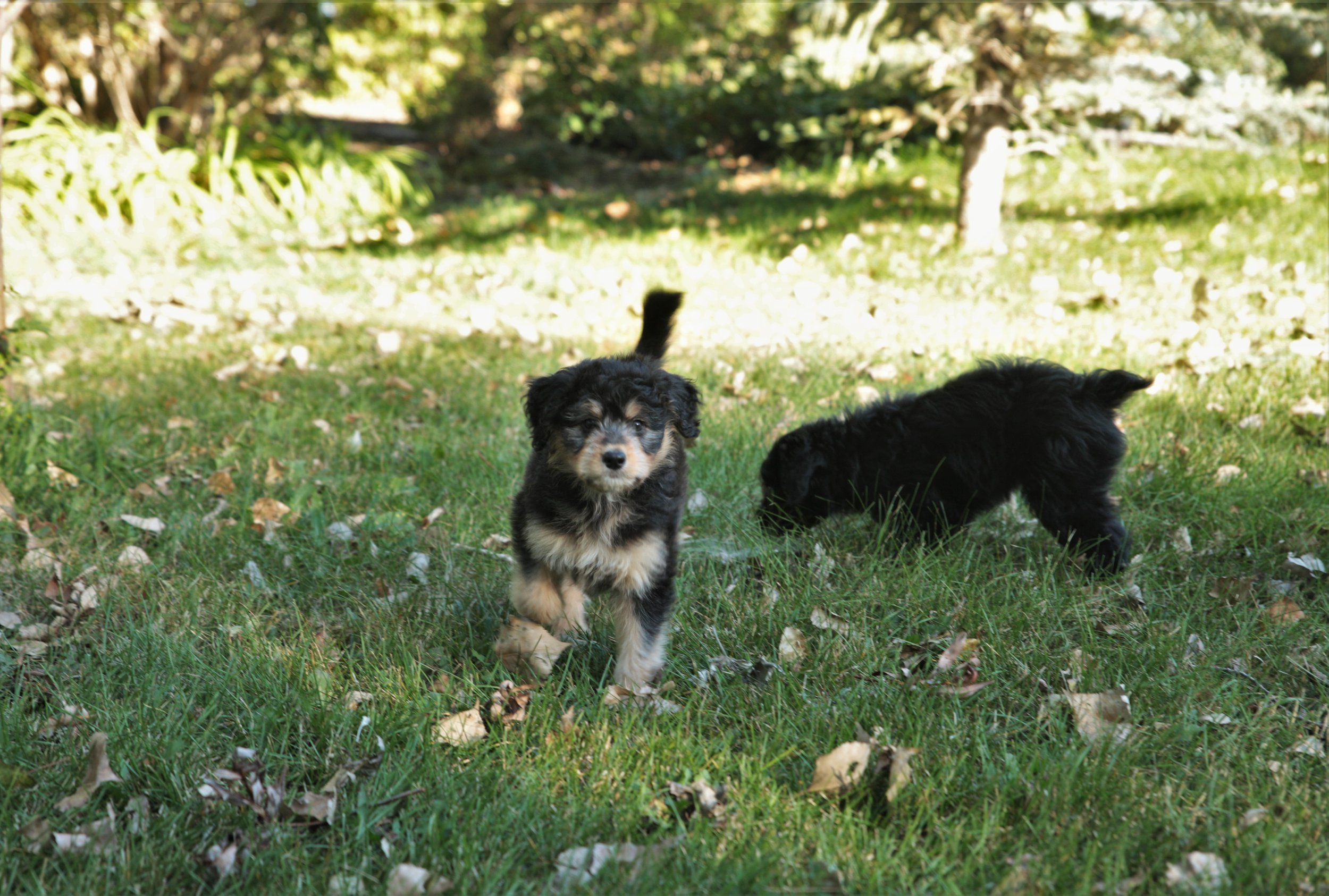 2023 aussie litter first time outside (6).JPG