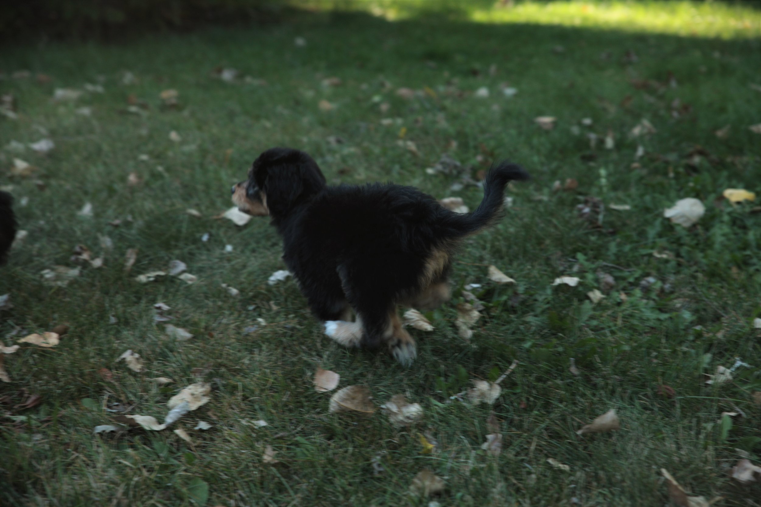 2023 aussie litter first time outside (9).JPG