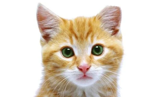 This kitten’s ear is tipped, which means he’s fixed already!