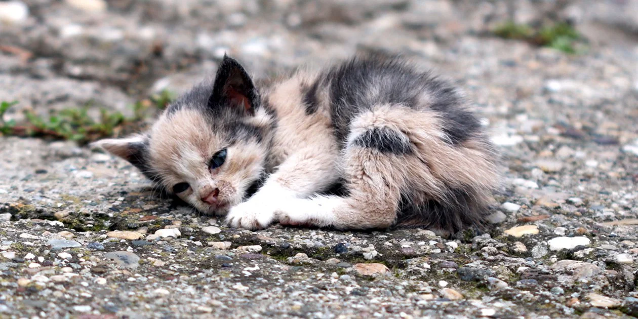 This kitten is about 7 weeks old. Rescuing this little love would be high priority so she has the opportunity of being socialized with humans &amp; adoptable. Older kittens will likely need to be fixed &amp; returned.