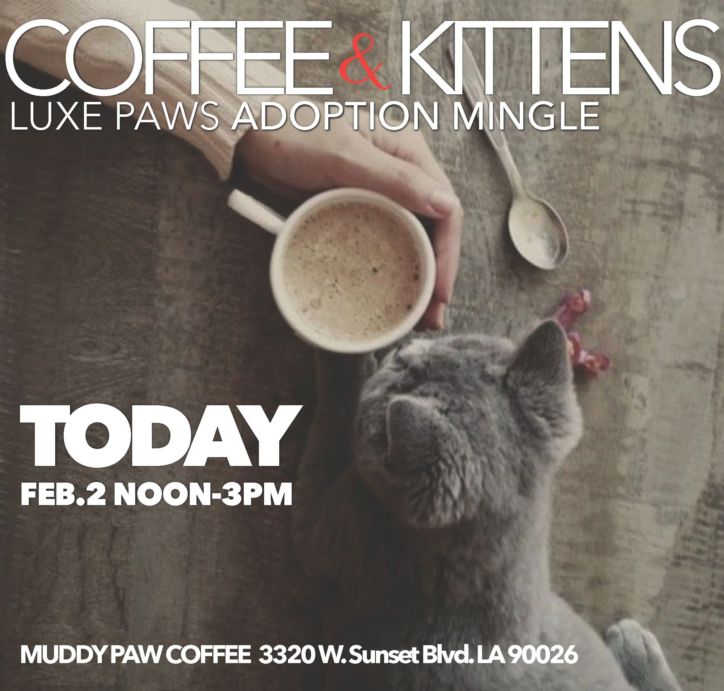 Coffee &amp; Kittens Adoption Mingle