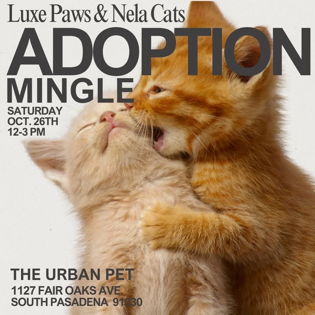 The Urban Pet Adoption Mingle