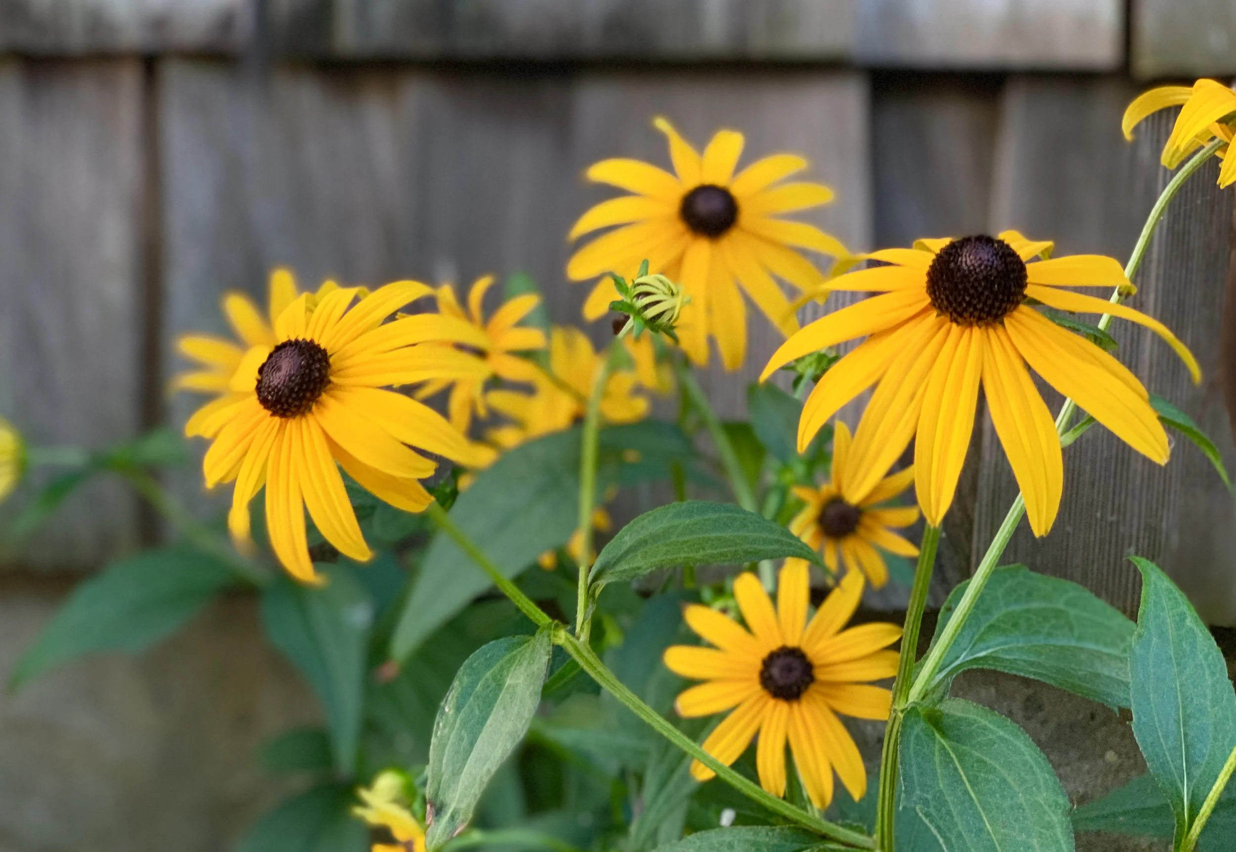 The Loop / July 16, 2019