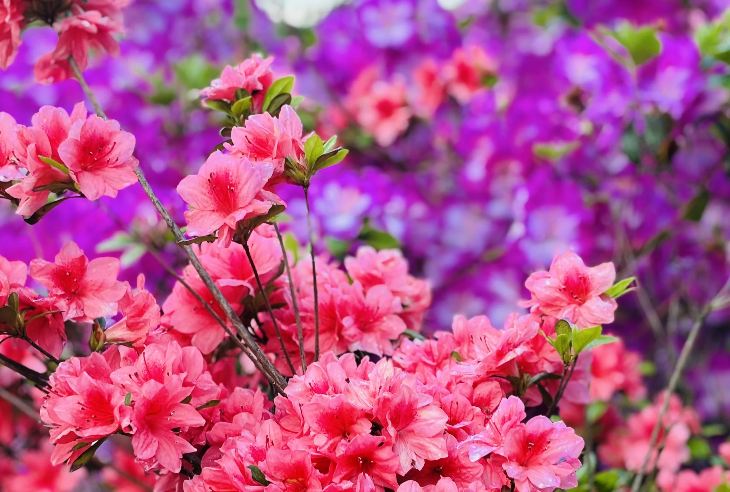 The Loop / May 14, 2024  