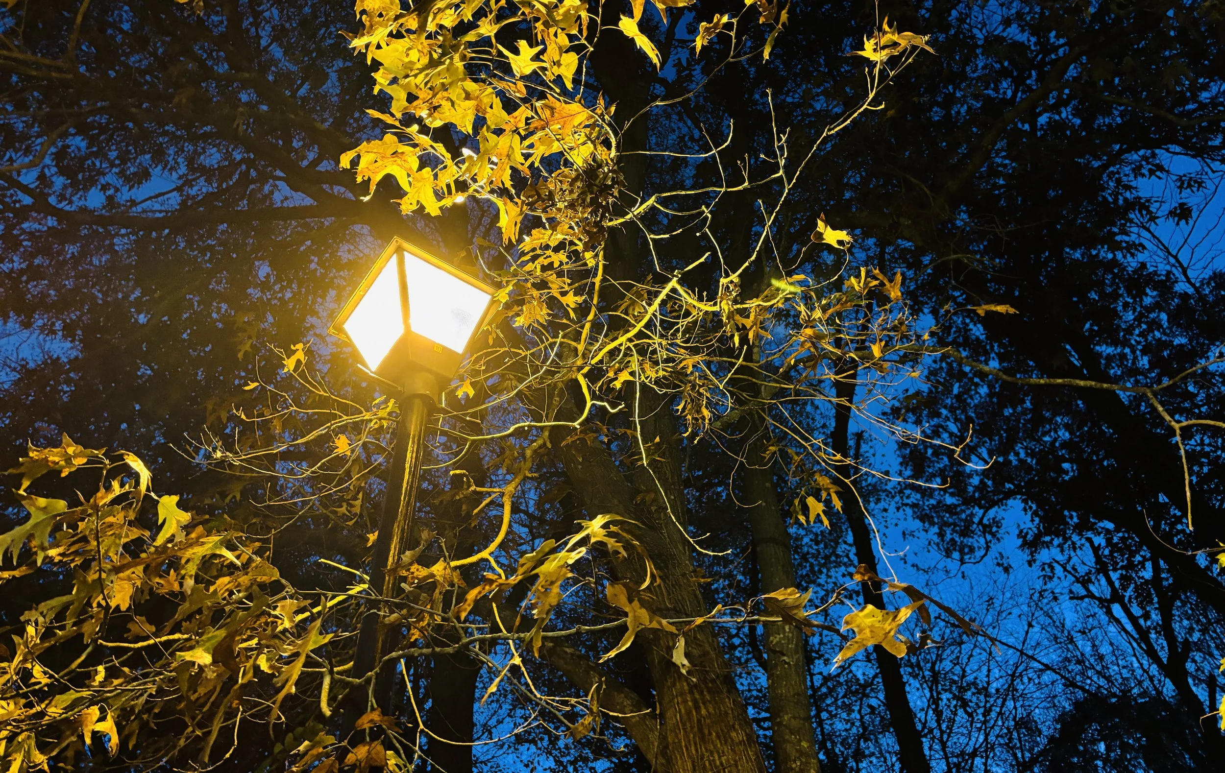 The Loop / November 19, 2024  