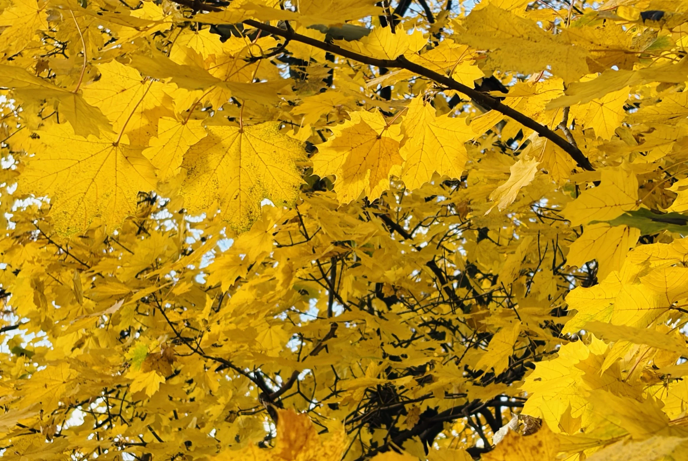 The Loop / November 11, 2025  