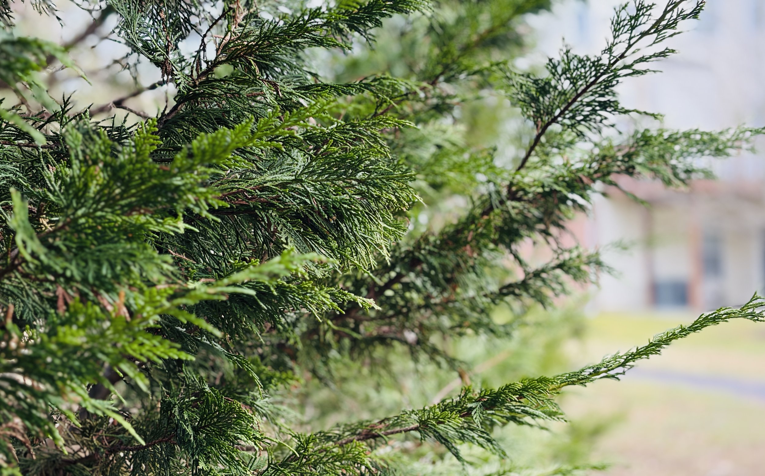 The Loop / January 6, 2026