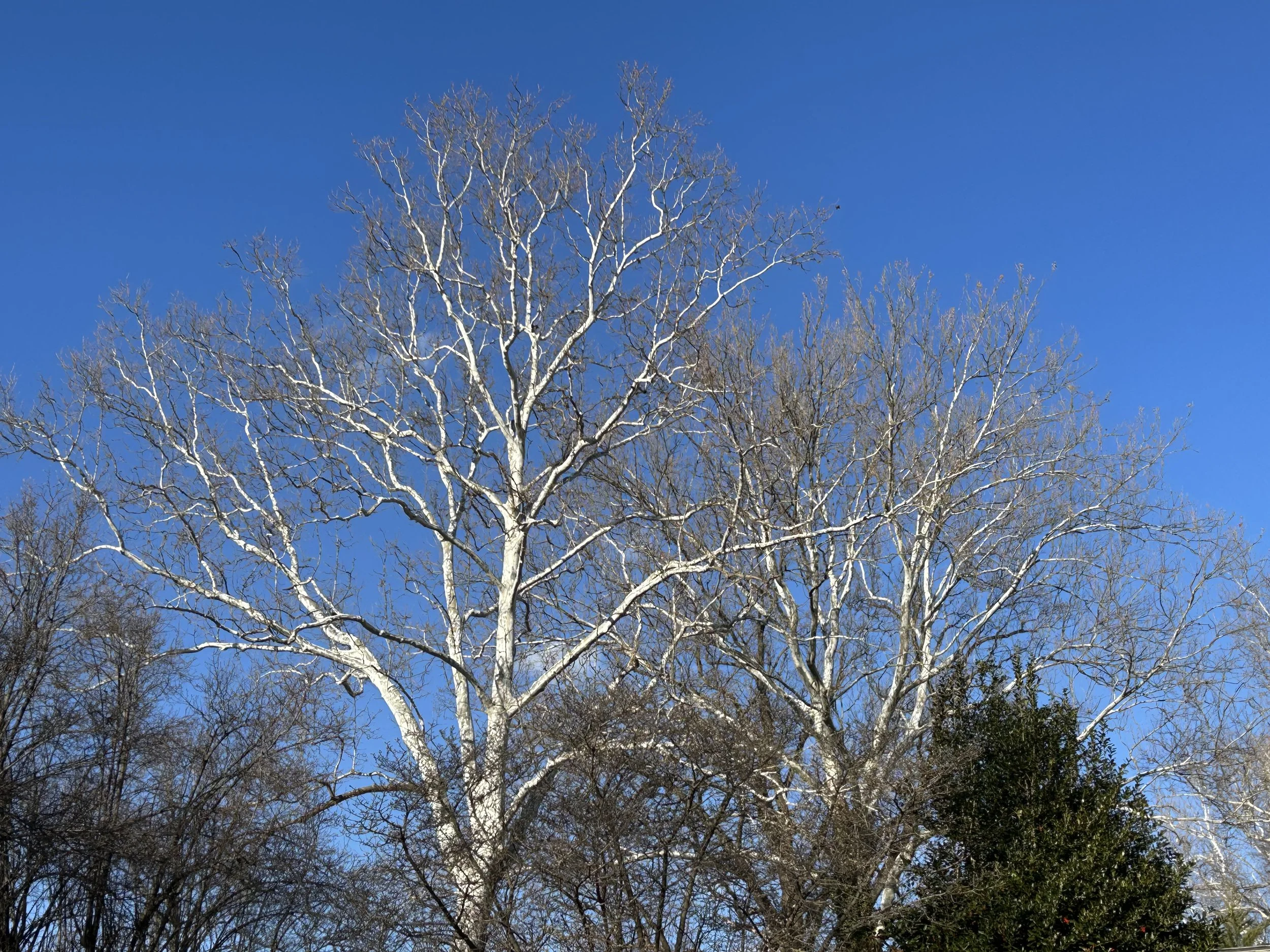 The Loop / January 27, 2026 