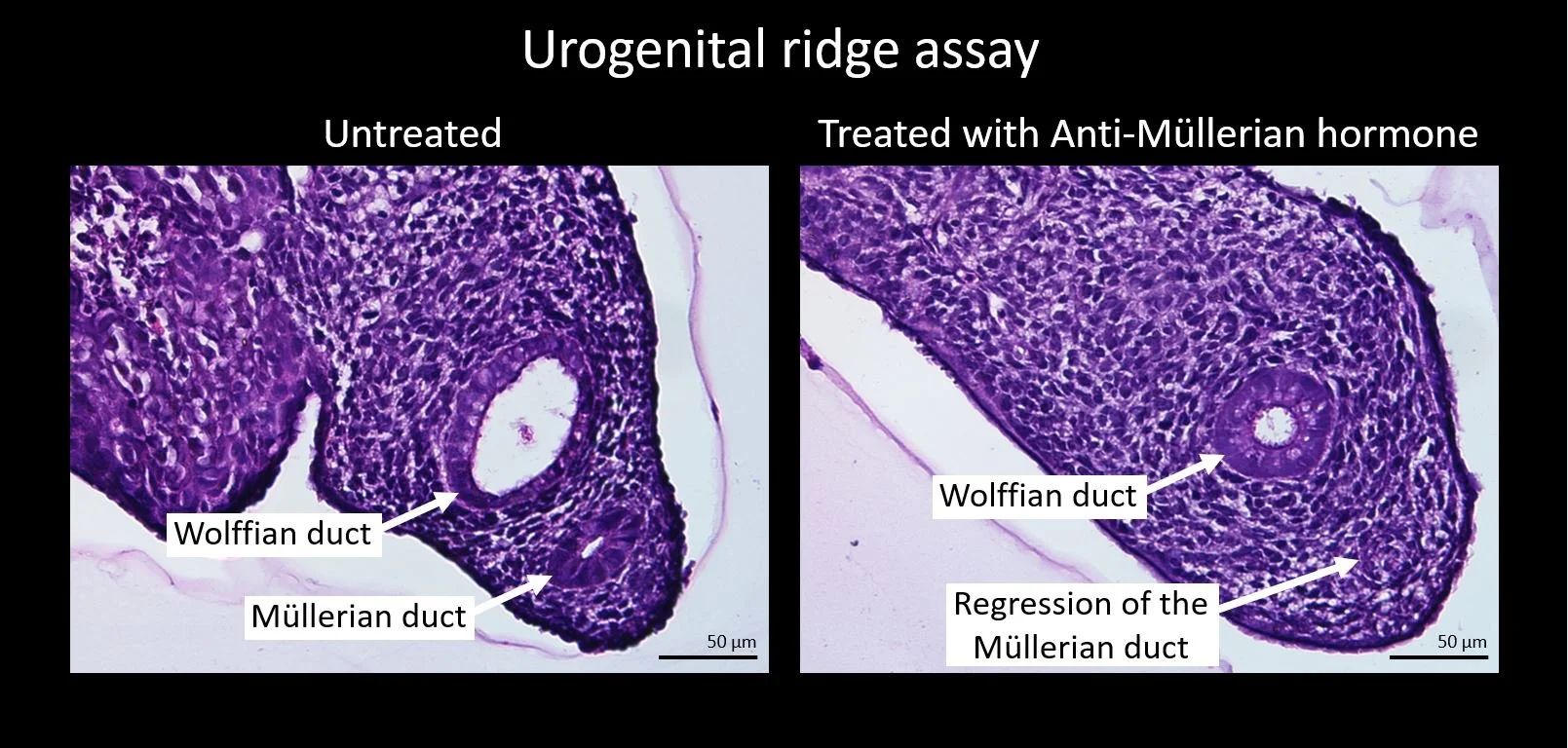 urogenital.JPG