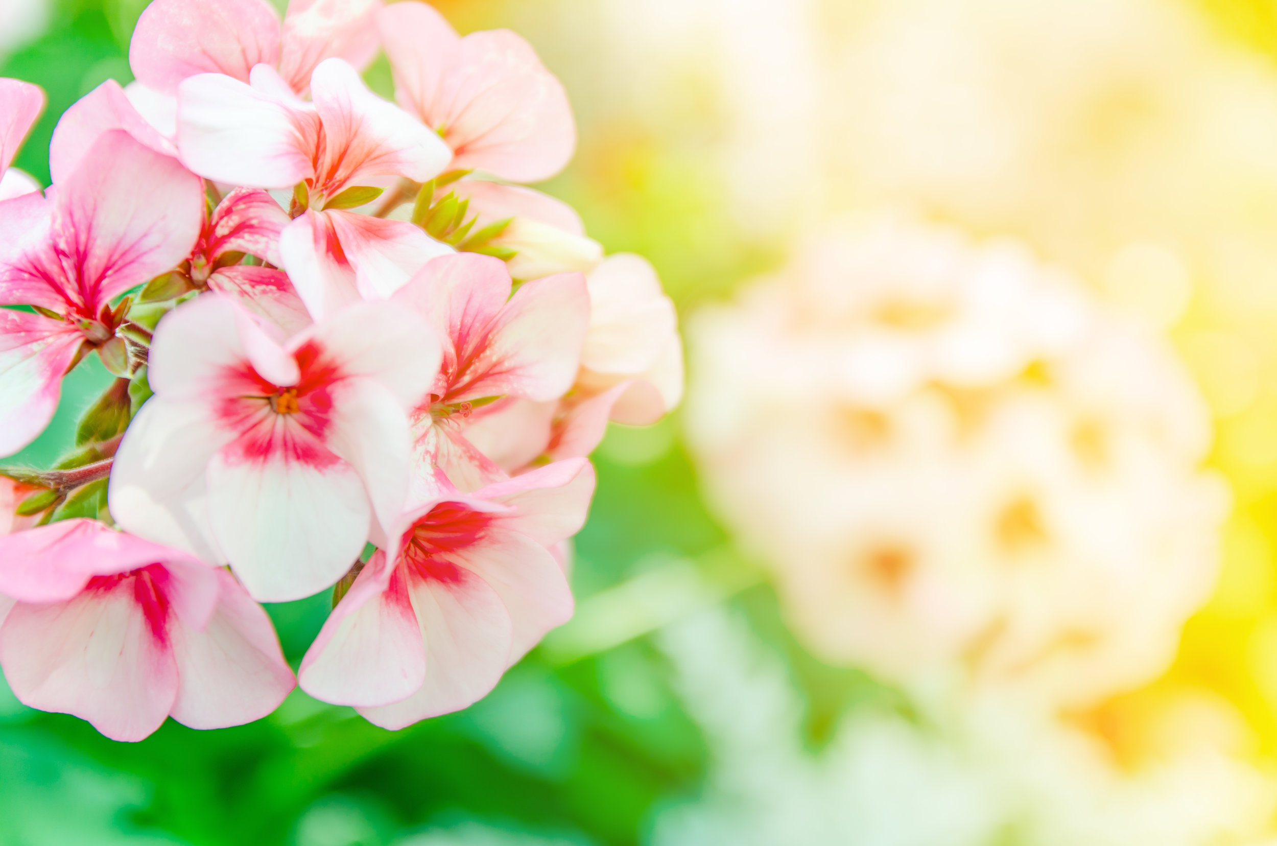 bigstock--173321159.jpg
