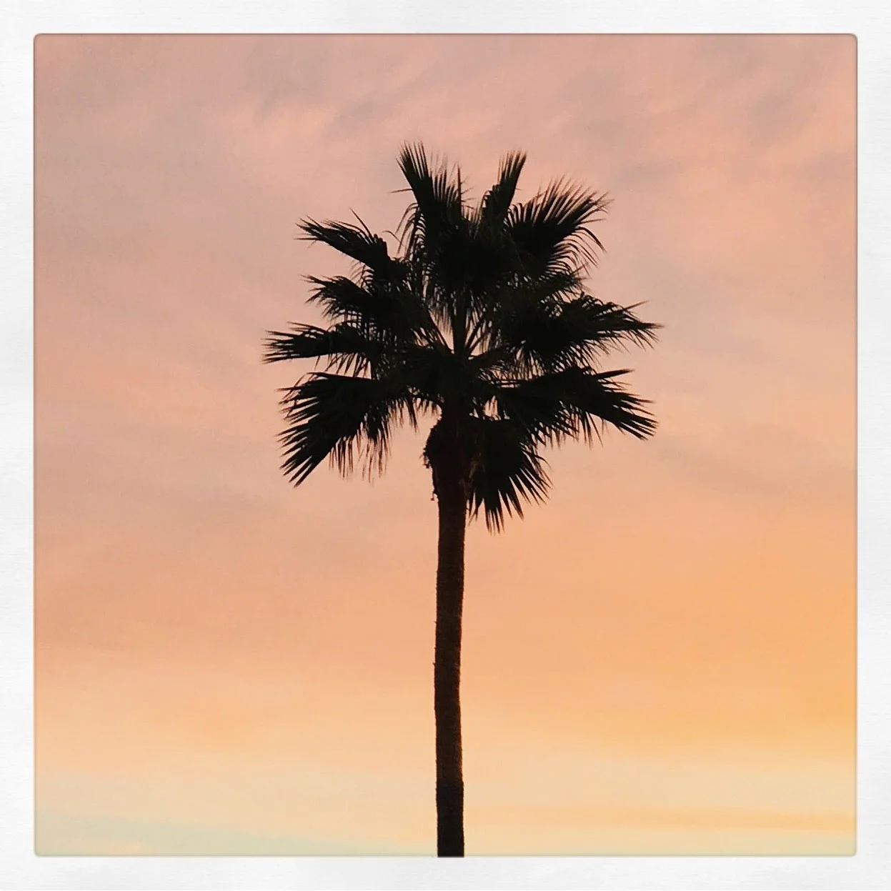 ali-akinci-trees.jpg