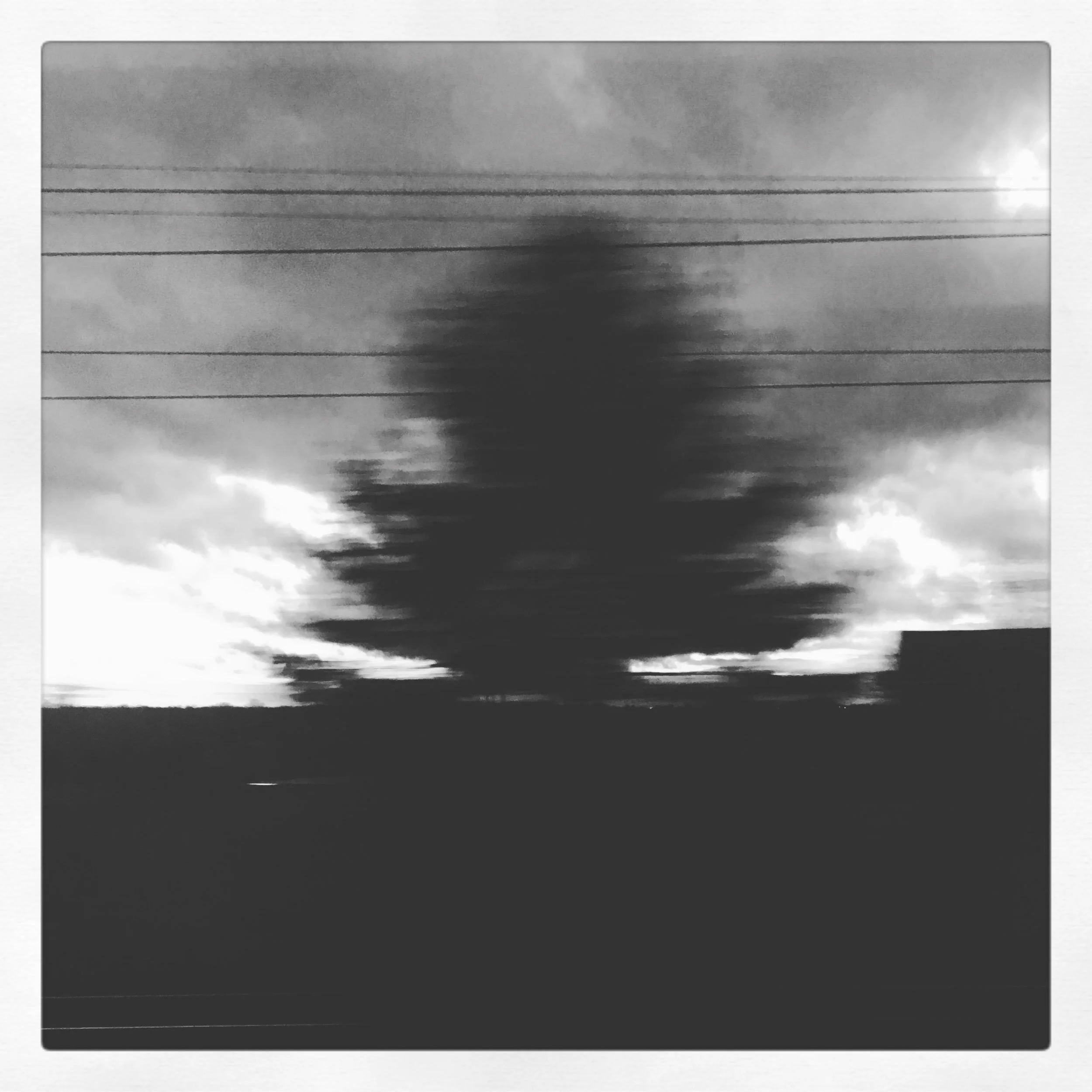 ali-akinci-trees1.jpg