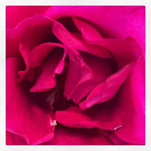 #flowerlover 13
___
#minimalism #flowersofinstagram #flowerpower #flower
#flowers #flowerstagram #flowerphotography #flowerlovers #flowermagic #nature #naturephotography #naturelover #instaflower #flowerpic #flowerpicture #naturephotography #blumen #