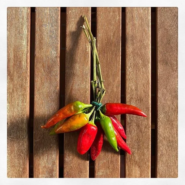 Hot town. 🥵
Summer in the city. 🌞
___
#chili #chilis #hot #hotsummer #spice #spicy #spicyfood #red #foodporn #food #gesundessen #scharf #foodphotography #foodgram #vitamine #chilischote #nature #vegetarisch #vegetarian #vegan #veganfood #giftofnatu