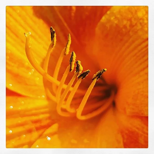 #flowerlover 14
___
#flowersofinstagram #flowerpower #flower
#flowers #flowerstagram #flowerphotography #flowerlovers #flowermagic #nature #naturephotography #naturelover #instaflower #flowerpic #flowerpicture #naturephotography #blumen #blumenliebe 