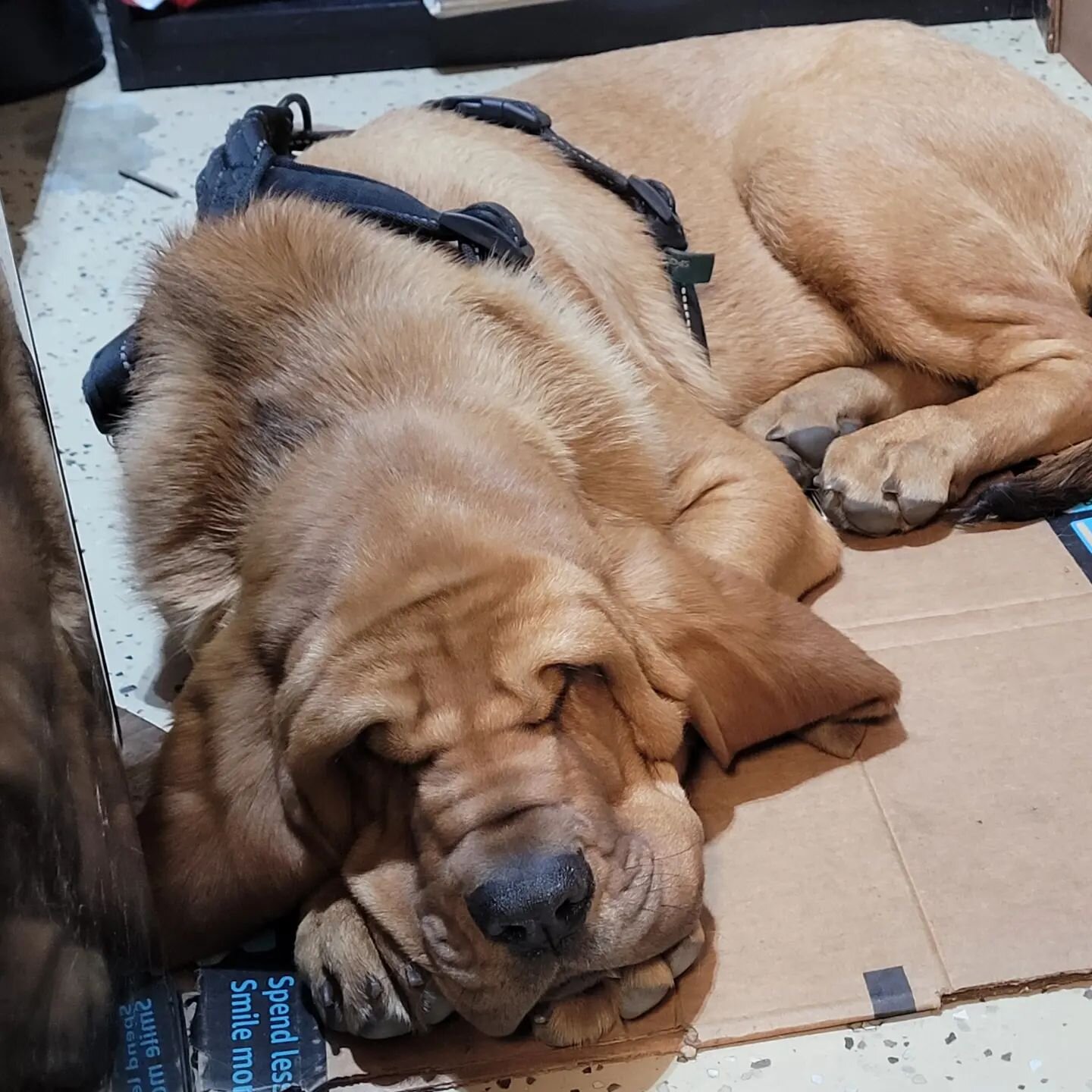 Best shop dog ever! This is Henry on guard.

#shopdog #bloodhound