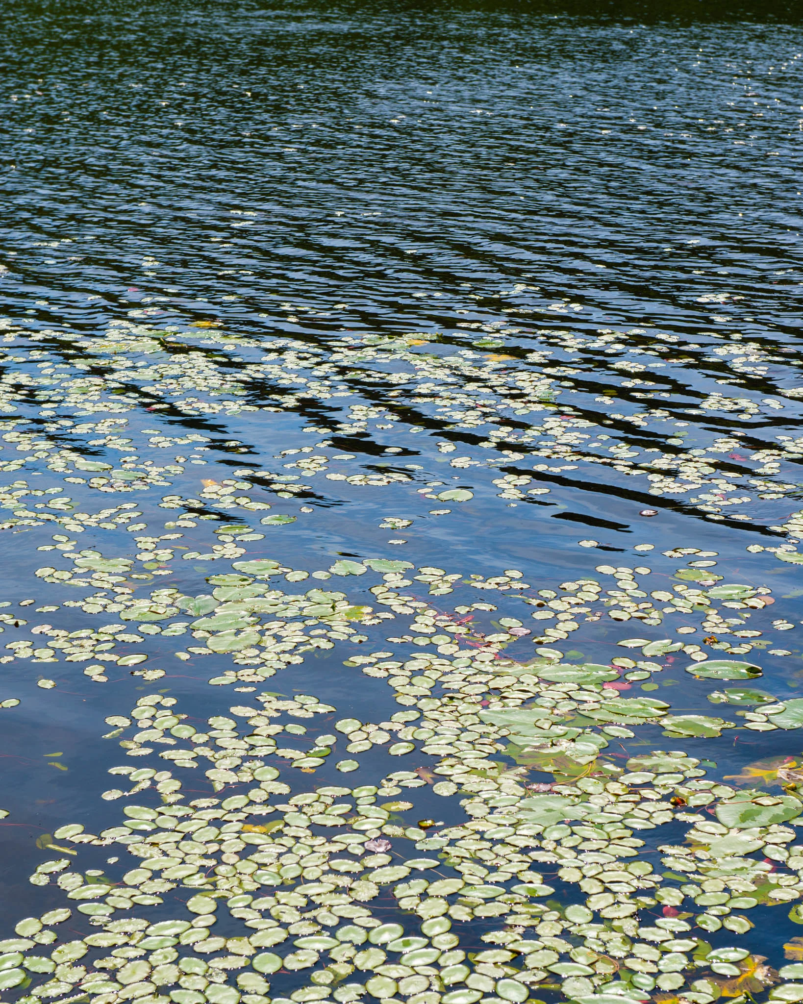 DSC_4847.jpg
