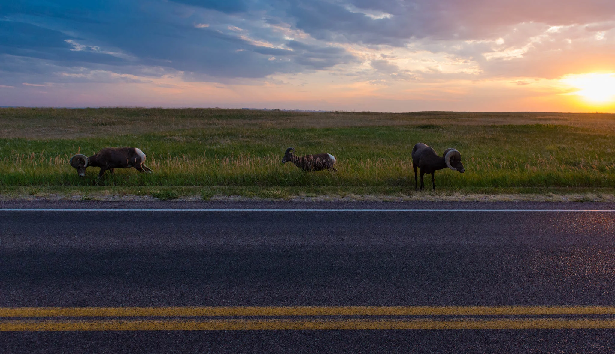 More big-horned sheep!