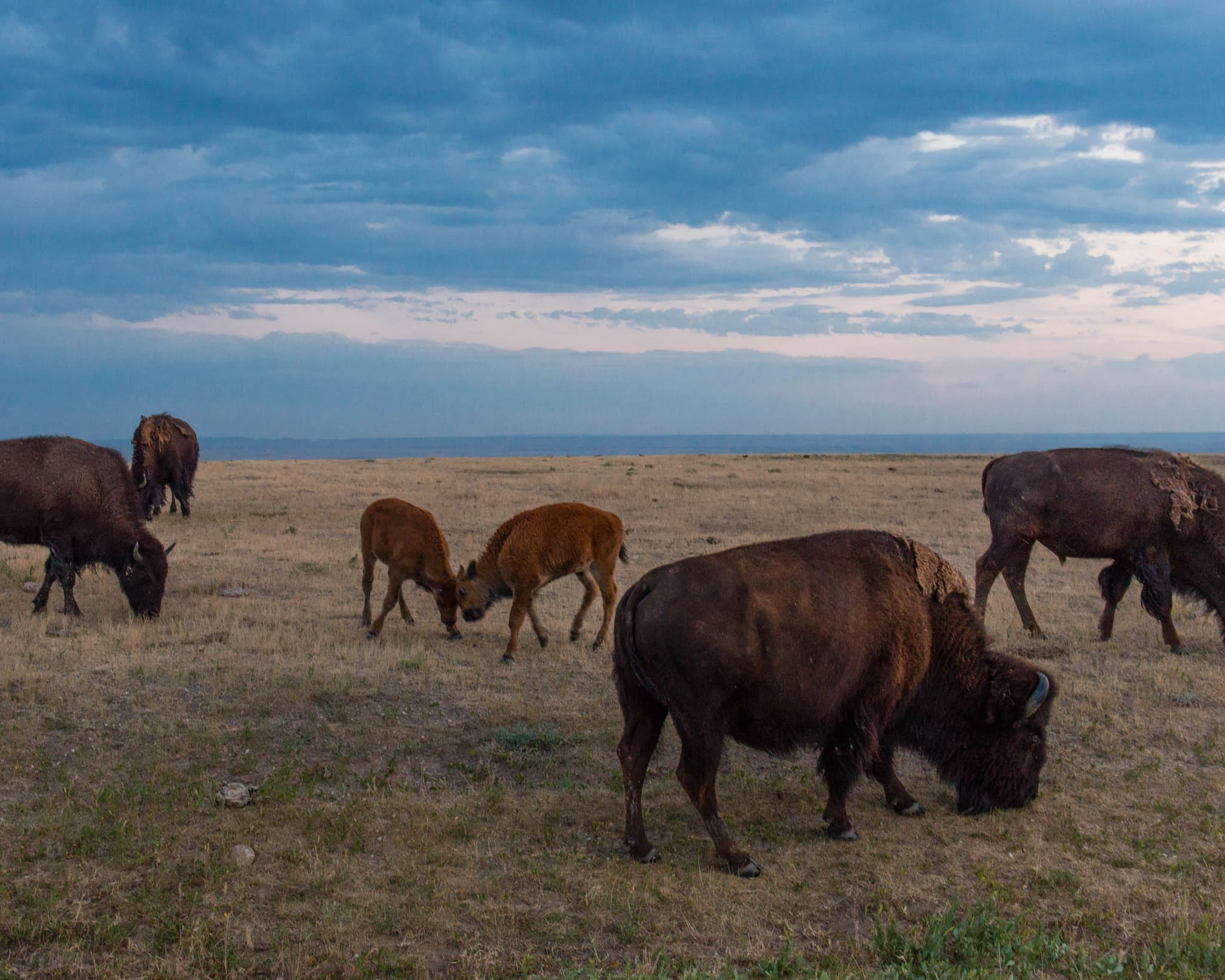 Bison calves horsing around!