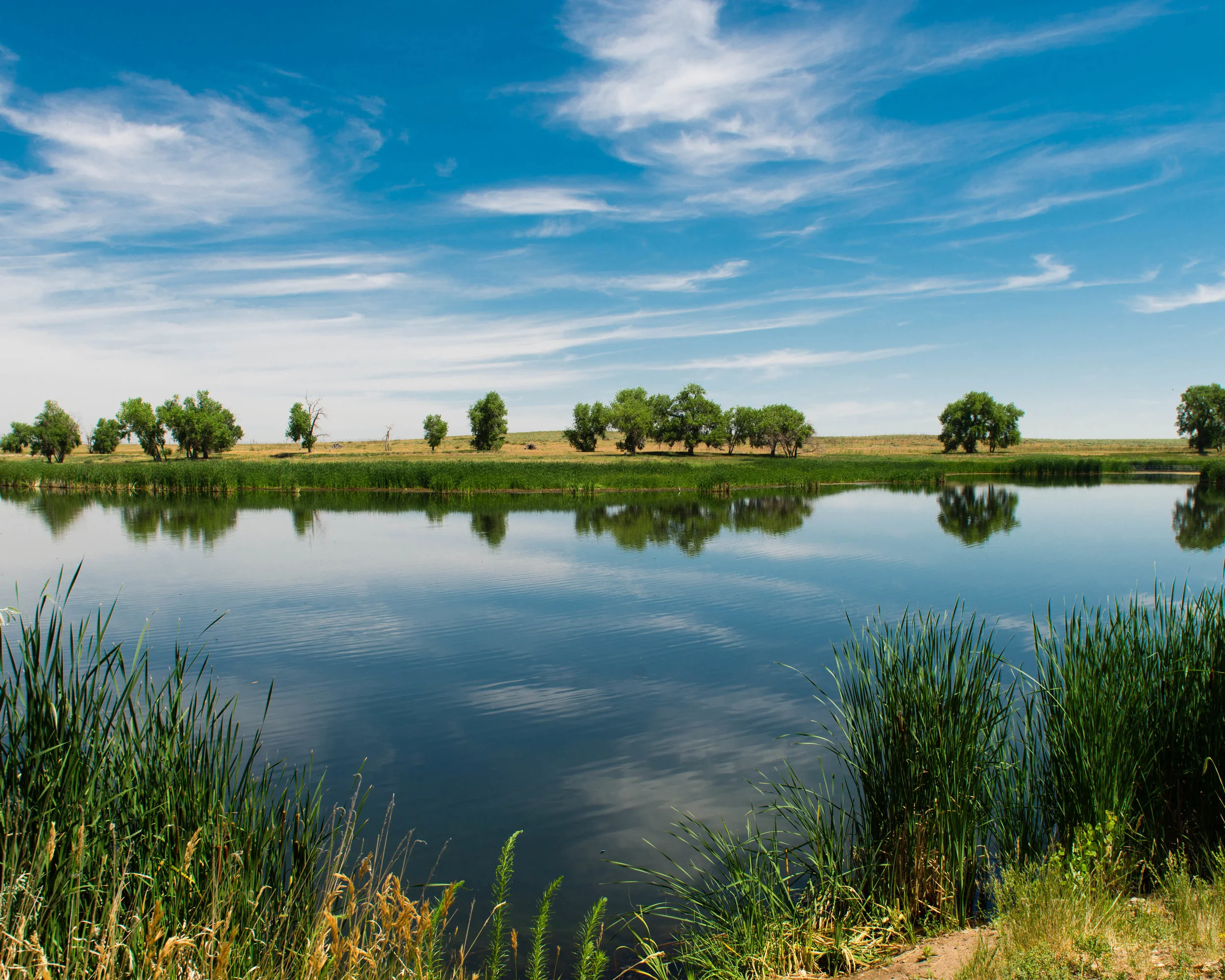 I also went to the Rocky Mountain Arsenal Wildlife Preserve. I didn't see much wildlife. I think they were hiding from the heat. But this was pretty.
