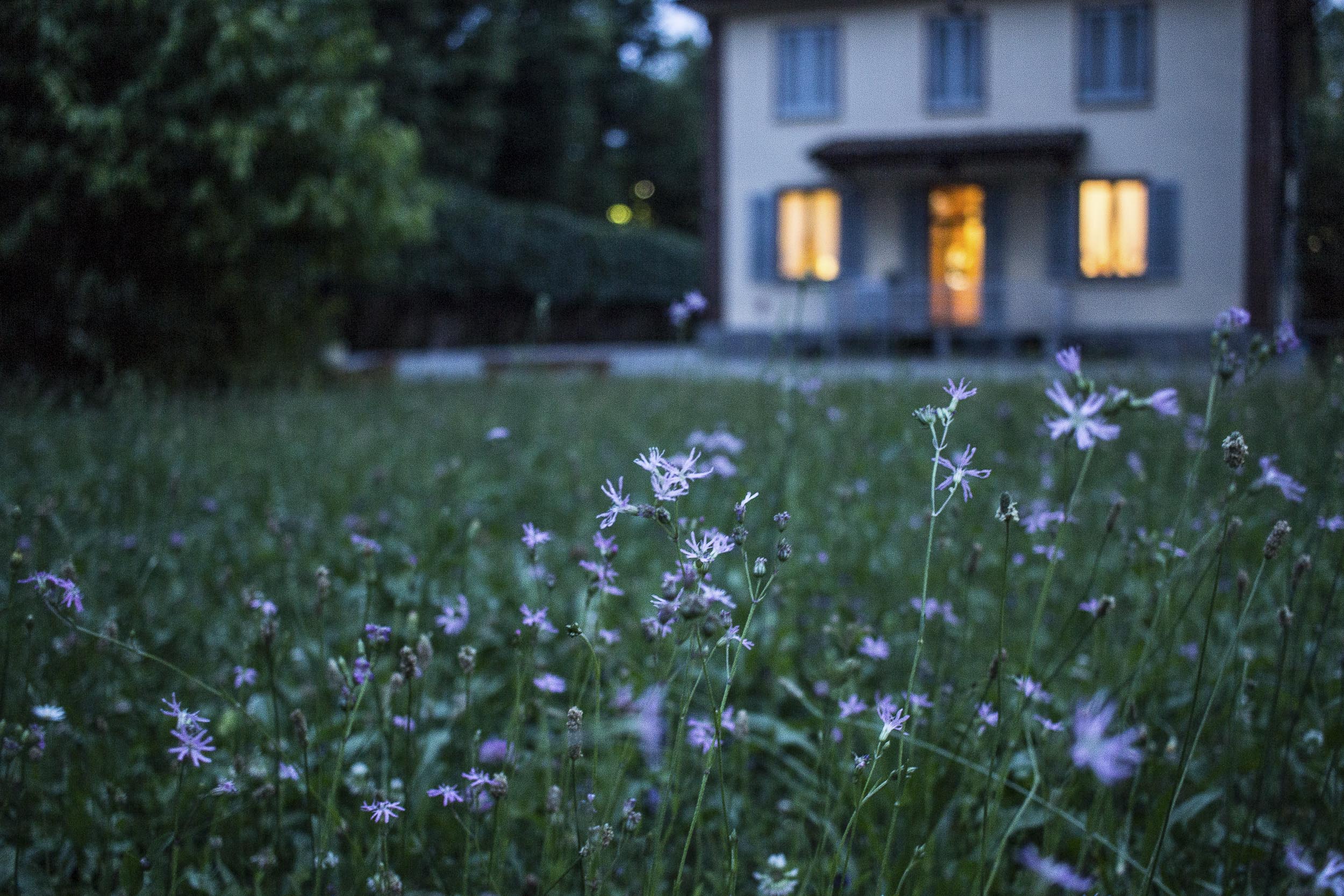 flowerslightson.jpg