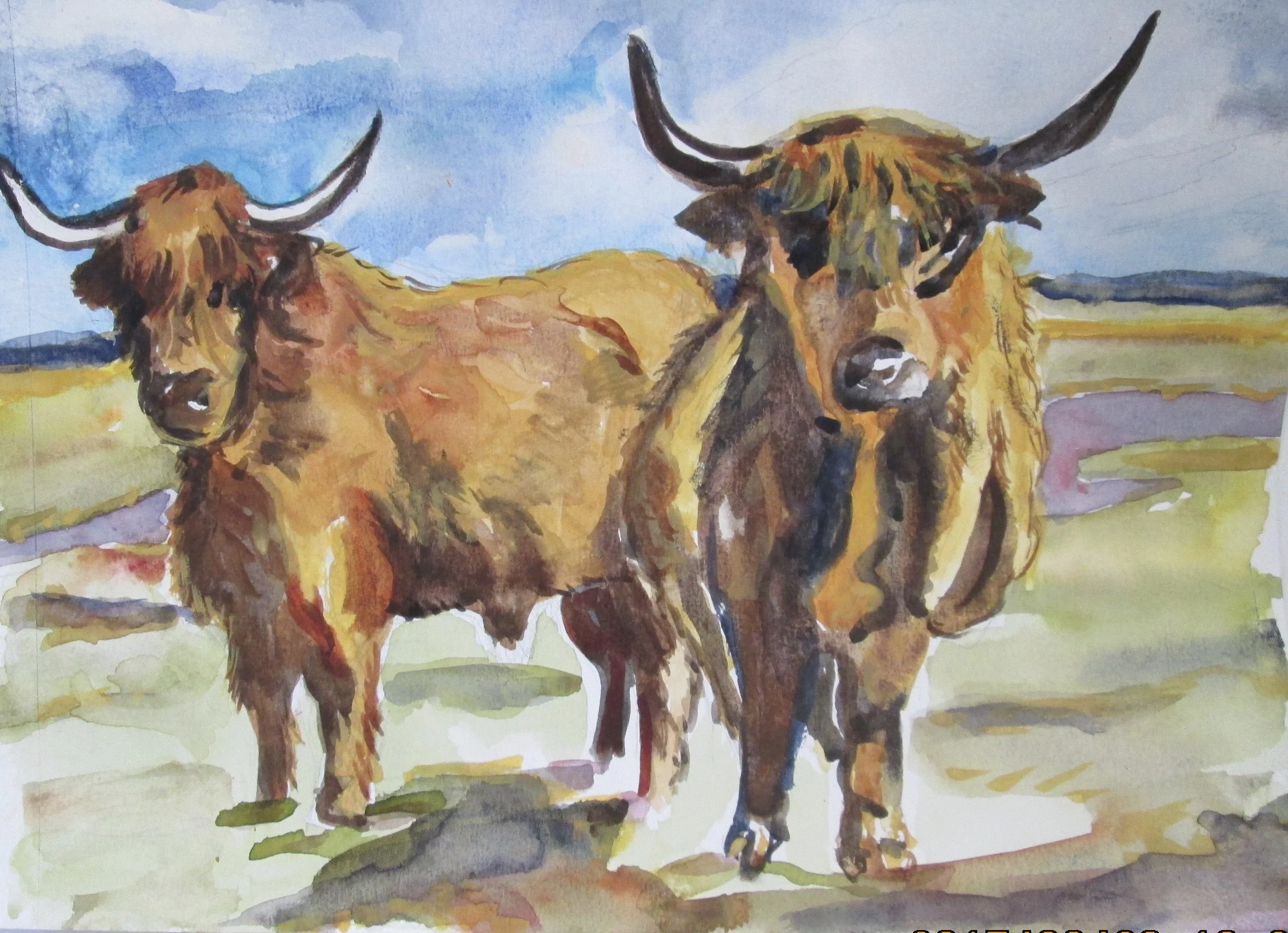 Highland Cattle
