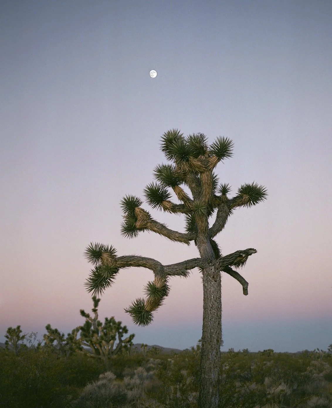 JoshuaTree.jpg