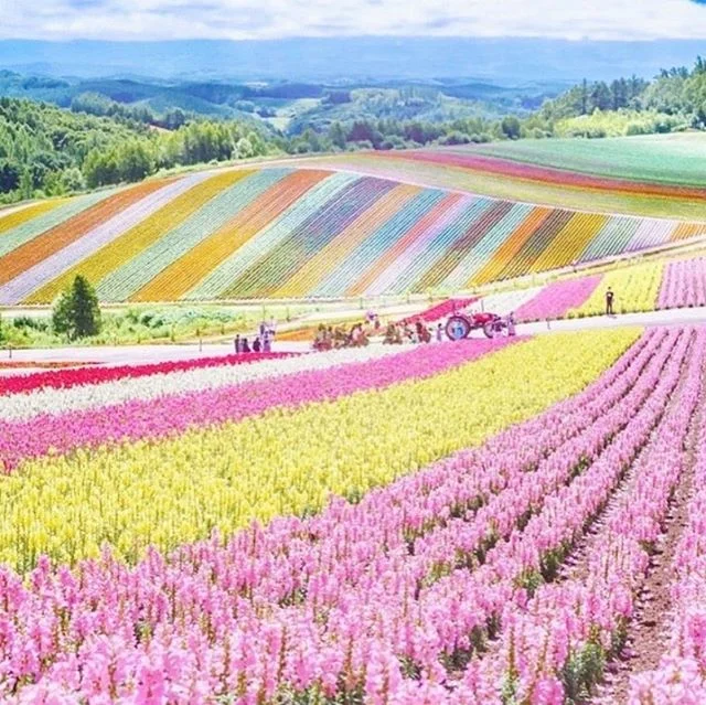 Hey y’all! Guess who’s back. Back again. Becky’s back, tell a friend. 💕 I have been a busy bee 🐝 doing all sorts of things with Stay Charlottesville and also trying to pepper in as much New England in the summertime as I can ⚓️. I’ve wanted to post this rainbow field forever 🌈as it’s one of those images that makes me insanely happy whenever I take a look at it 🙃 Off to mentally frolic through this field! I think we are going to adventure to Crane Estate later so be sure to follow my craziness on Insta stories! #rainbow #pride #flowers #adventure