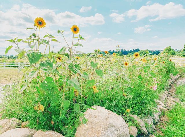 🙋♀️Confession: When I found out Connecticut had vineyards, I had low expectations. After all, I spend half of my year down in #charlottesvilleva - the Napa of the East- surrounded by gorgeous vineyards and delish wines 🍷 But we decided to do a little exploring 2 days in the past month and 🤯🤯 Y’ALL- Connecticut has GOOD WINE and BEAUTIFUL vineyards! We went to @hawkridgewinery and I really loved their crisp Happy Hawk white and their Rosé Buble! 🍾 We also went to @jedwardswinery and loved their Rosé and Chardonnay. I can’t wait to day trip and check out more CT vineyards! Which ones should we try next???
.
.
#explore #travel #wine #winetasting #winelover #rosé #newenglandliving #vineyard #winery #connecticut #sunflower #newengland #daydrinking #winemaking #connecticut_igers #connecticutwinetrail