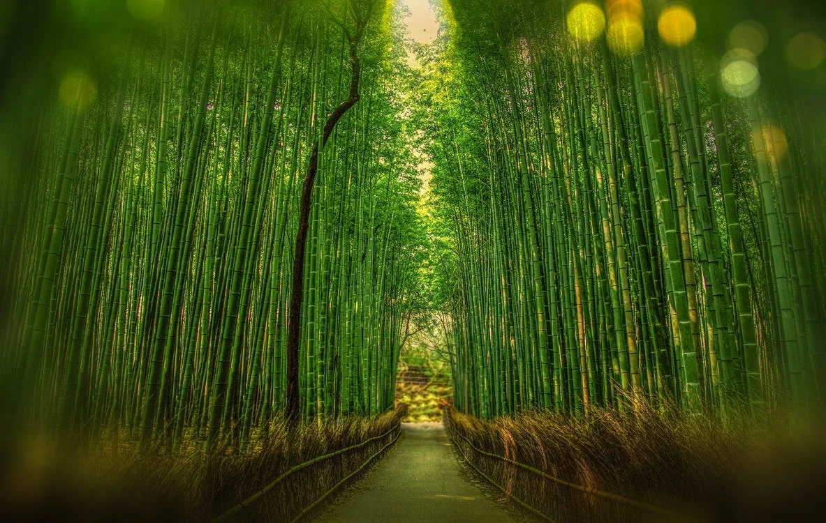 bamboo.jpeg