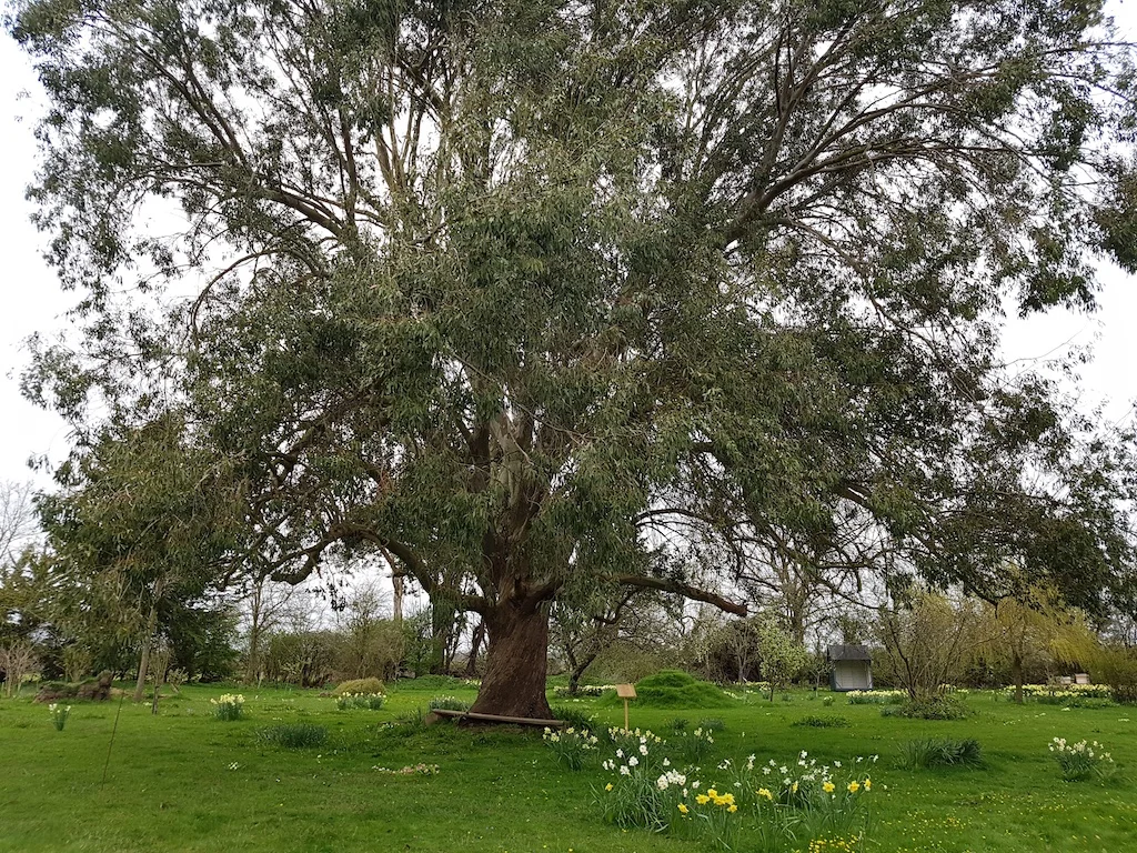 The eucalyptus tree